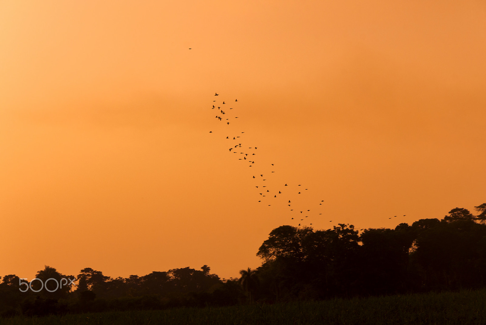 Nikon D200 sample photo. Bird migration at sunset in guatemala. photography