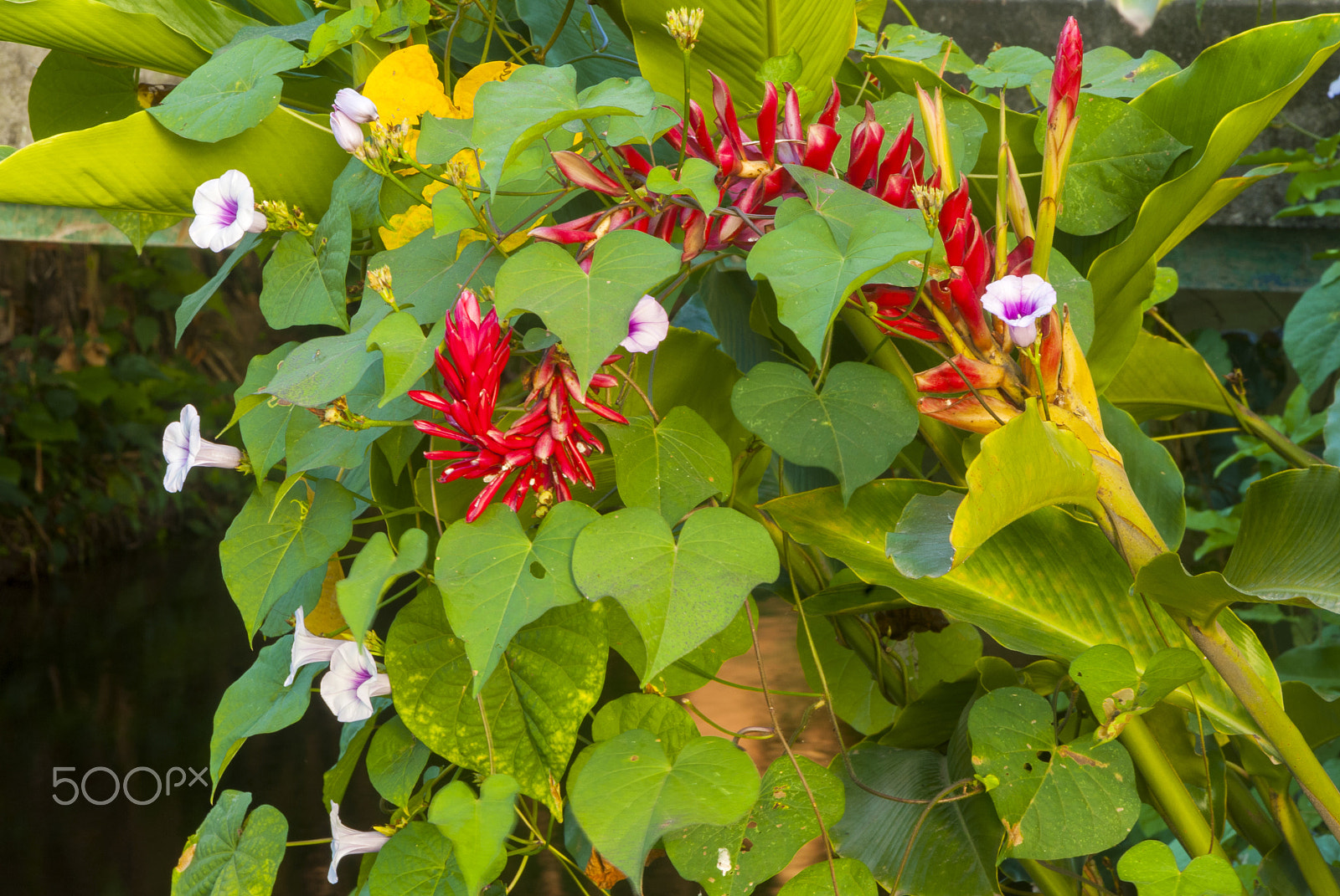 Nikon D200 sample photo. Tropical flowers in guatemala. photography