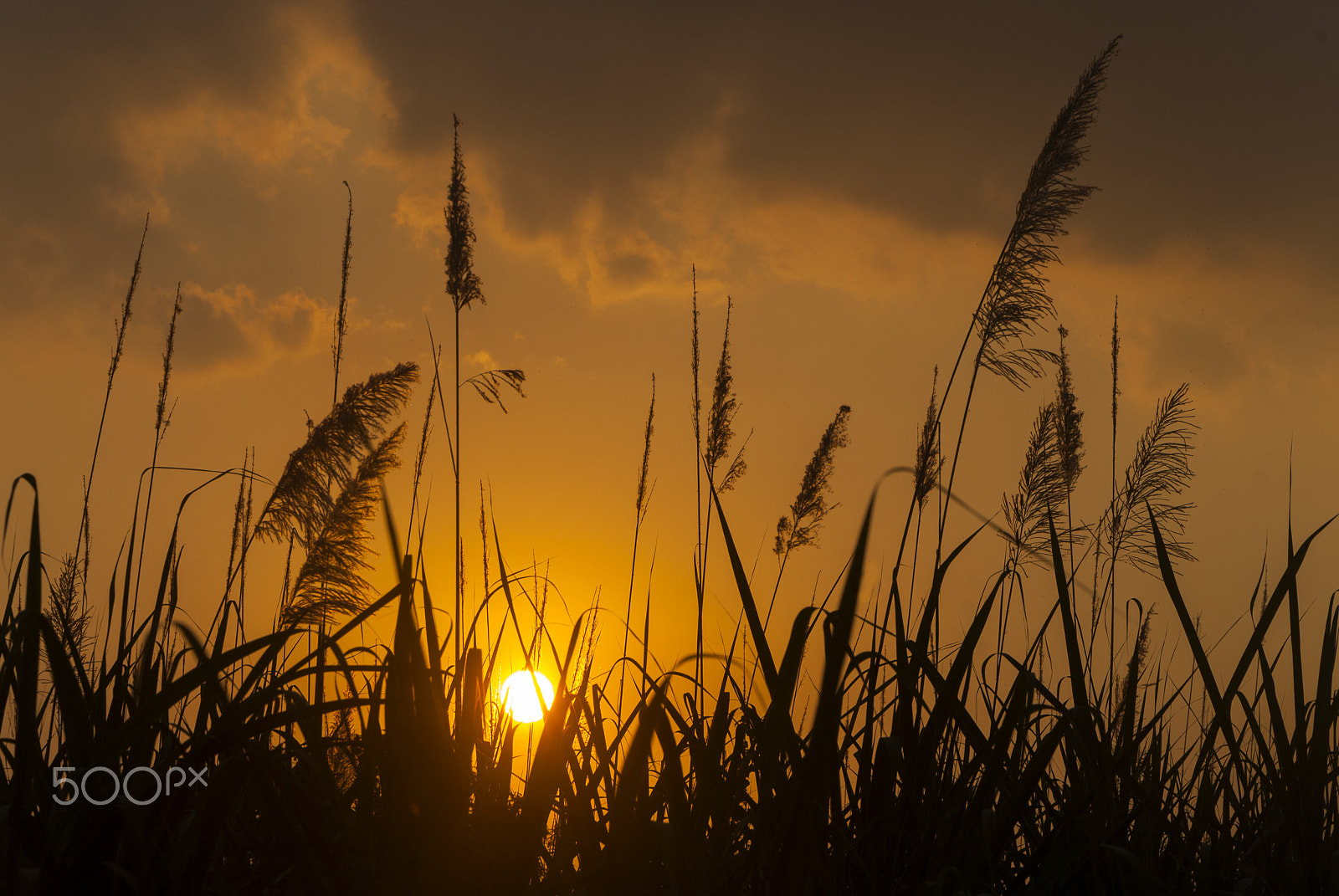 Nikon D200 sample photo. Sunset in guatemala and silhouette of flower sugar photography