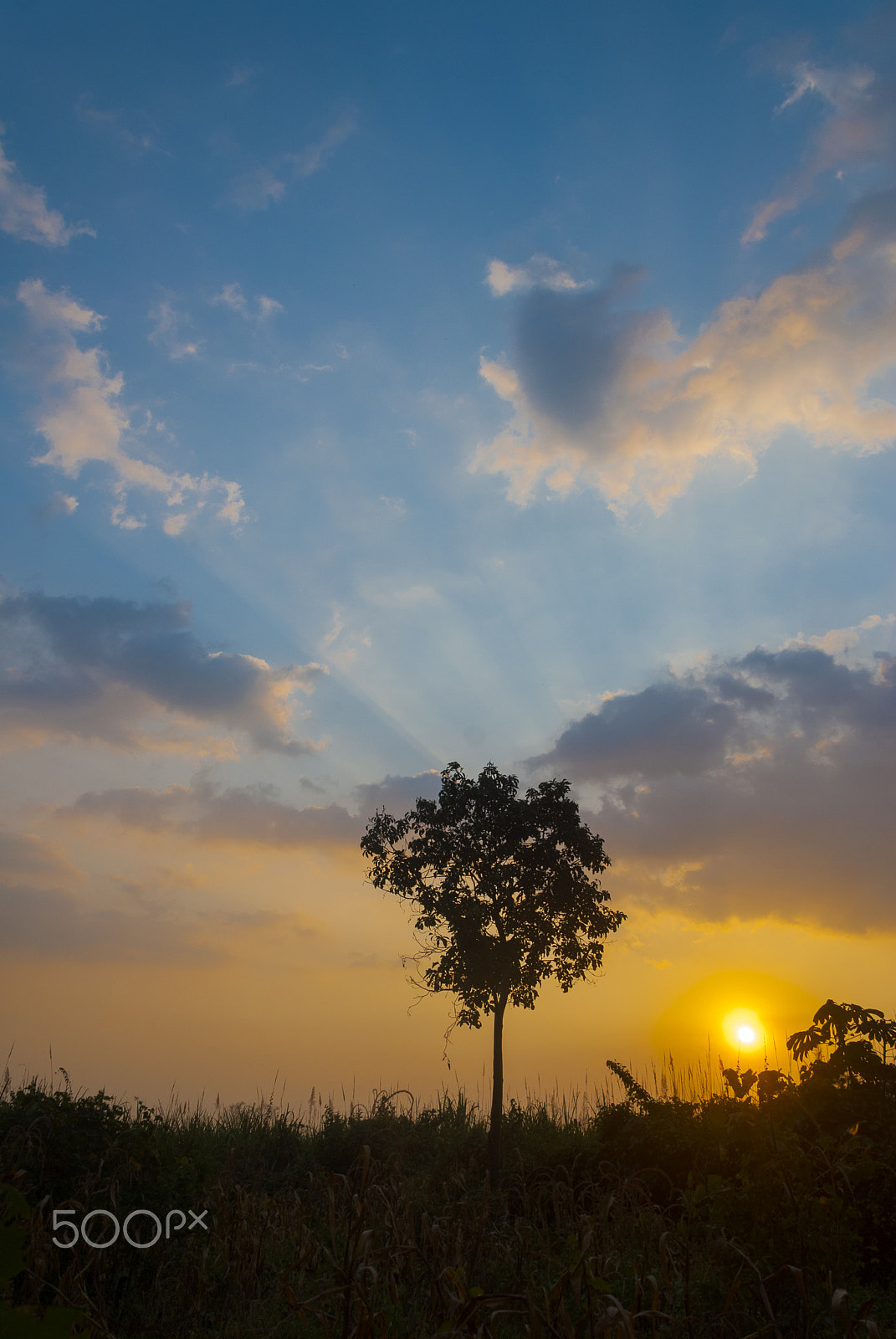 Nikon D200 sample photo. Silhouette tree tropical region in guatemala. photography