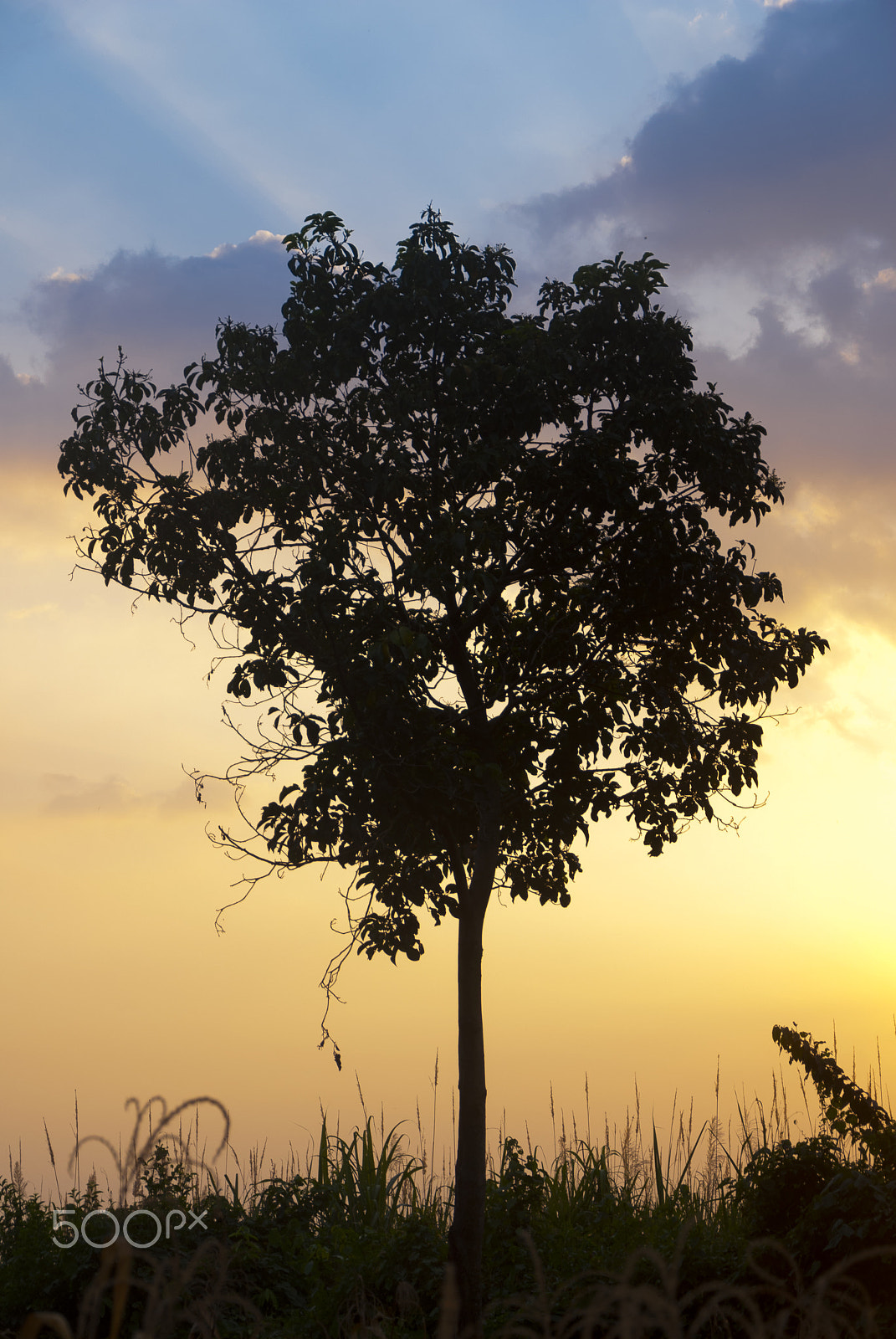 Nikon D200 sample photo. Silhouette tree tropical region in guatemala. photography