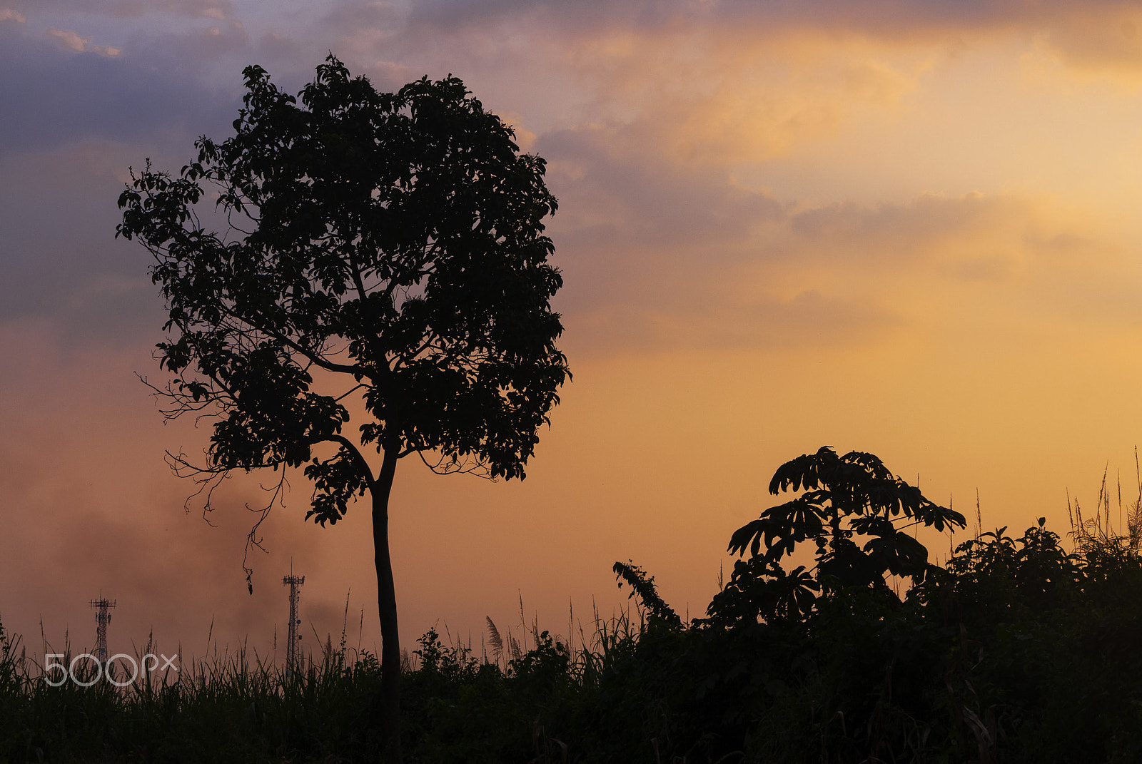 Nikon D200 sample photo. Silhouette tree tropical region in guatemala. photography