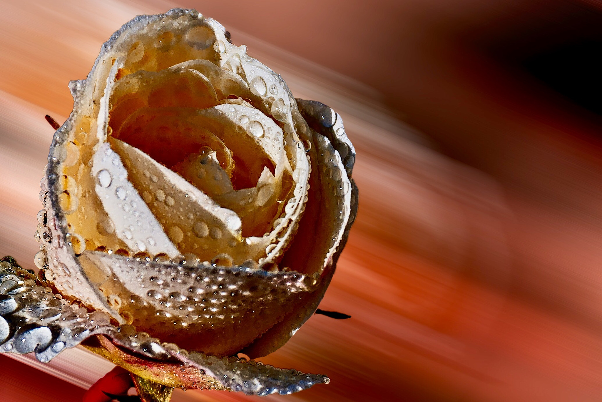 Nikon D300S sample photo. Moorning dew photography