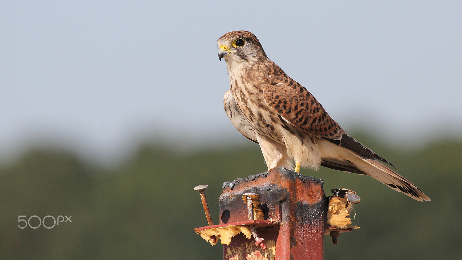 Canon EF 100-400mm F4.5-5.6L IS USM sample photo. Kestrel photography