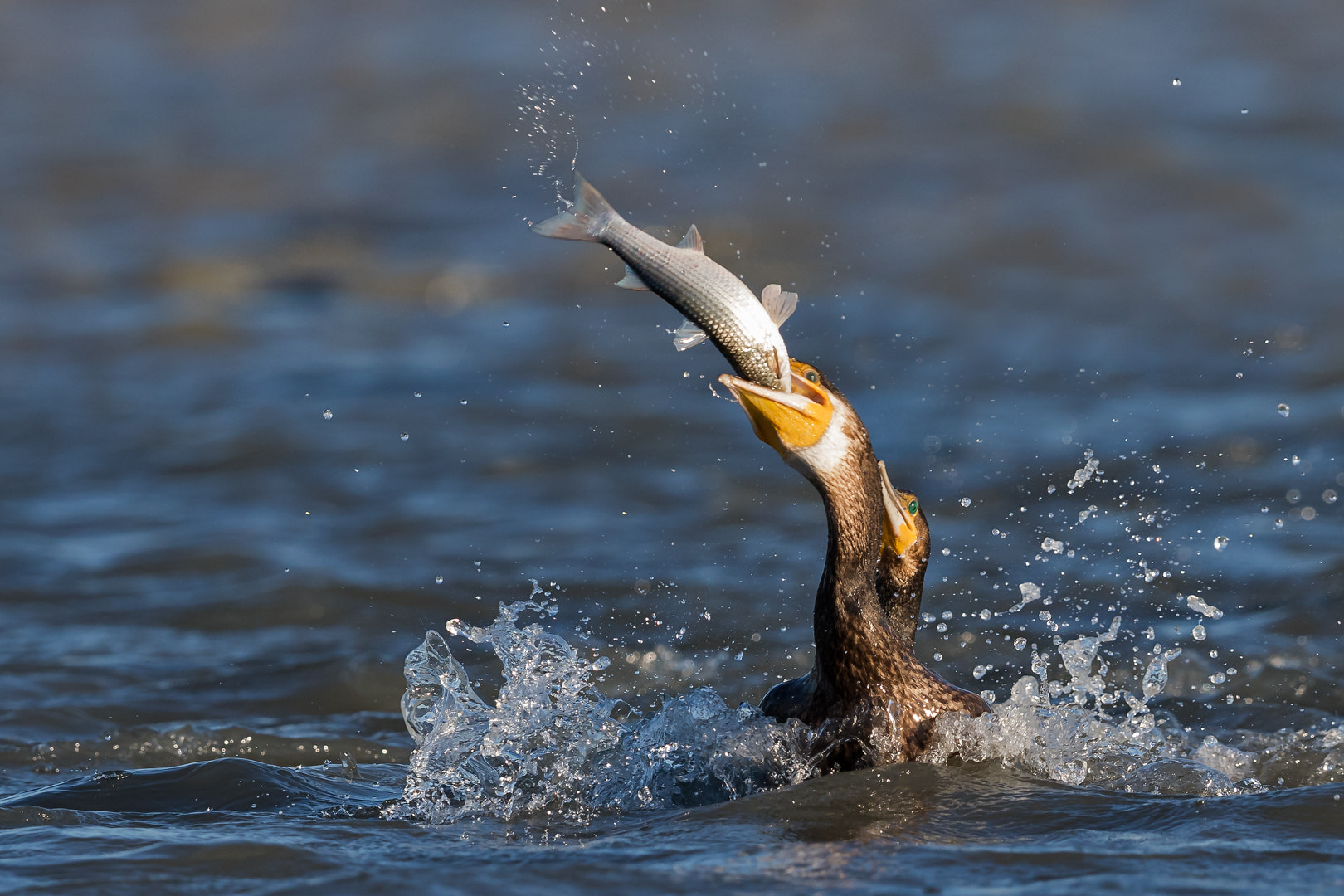 Canon EF 600mm F4L IS II USM sample photo. Un poisson pour deux photography