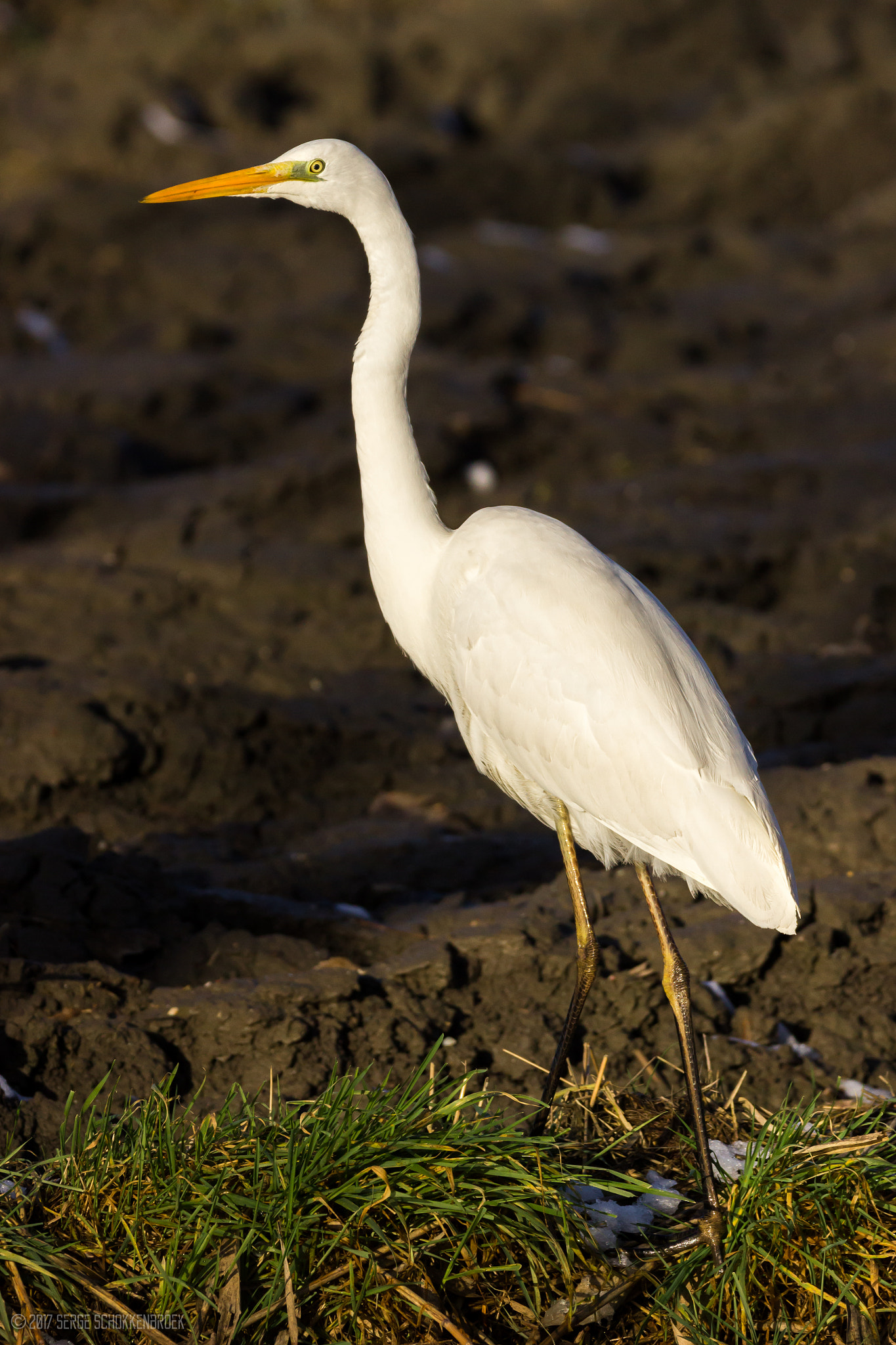 150-600mm F5-6.3 DG OS HSM | Contemporary 015 sample photo. Great egret photography
