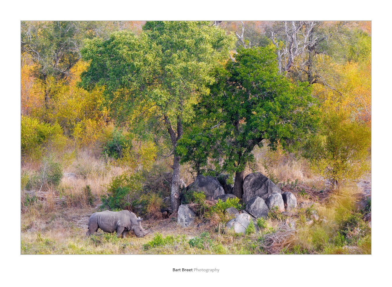 Canon EOS-1D Mark IV sample photo. White rhino (ceratotherium simum) foraging in dry riverbed photography