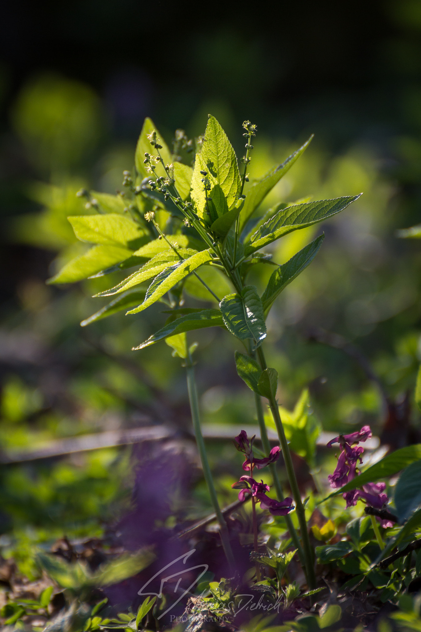 Canon EOS 60D sample photo. Memories of summer photography