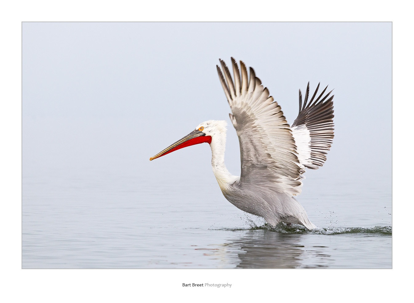 Canon EOS-1D Mark IV sample photo. Dalmatian pelican take off photography