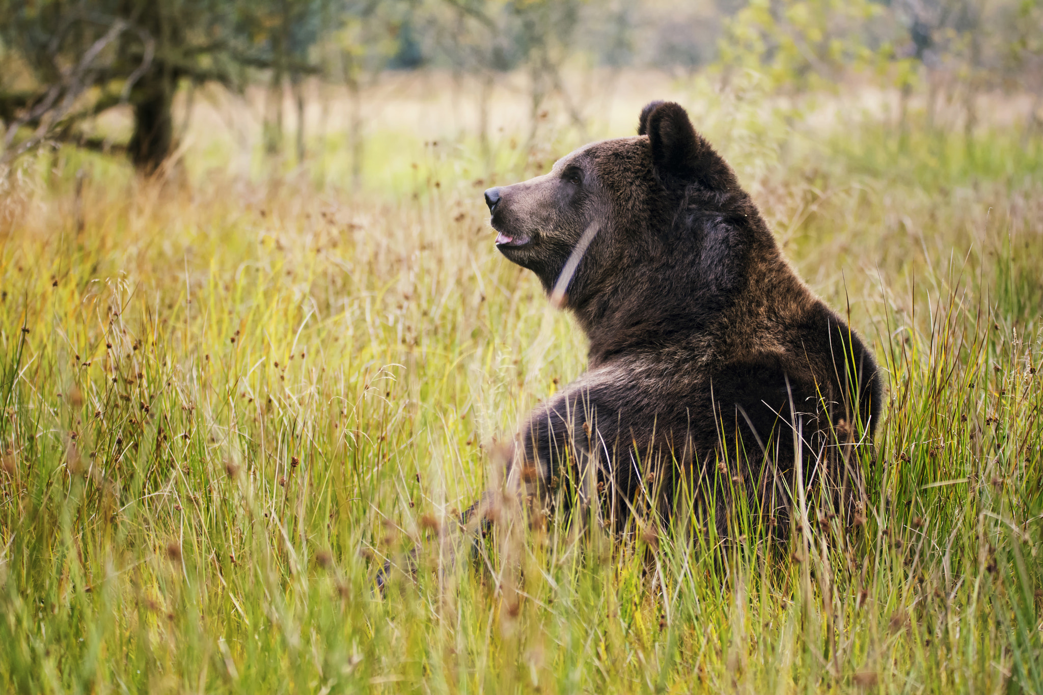 Nikon D7100 sample photo. Brown bear photography