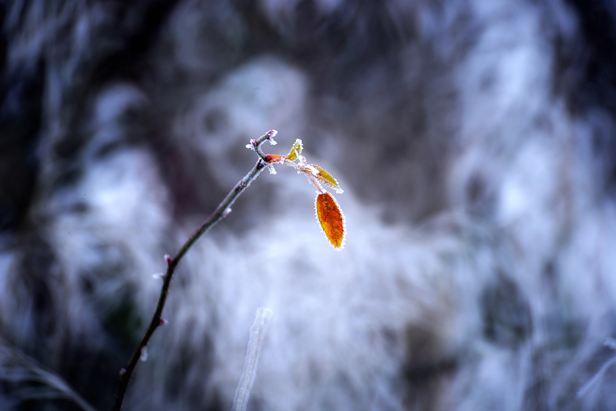Manual Lens No CPU sample photo. Frío, mucho frío / cold, very much cold v photography