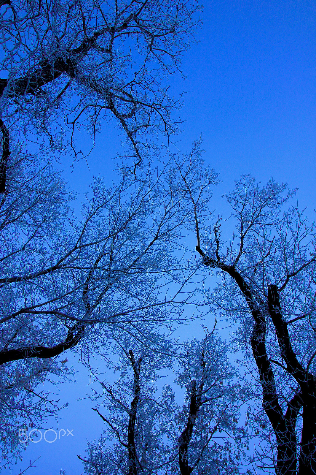 Sigma 17-70mm F2.8-4 DC Macro OS HSM sample photo. Winter trees in the snow photography
