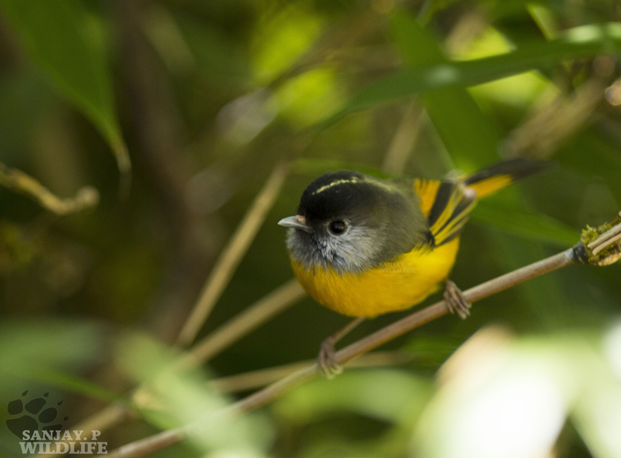 Canon EOS 60D + Canon EF 300mm F2.8L IS USM sample photo. Golden-breasted fulvettas (lioparus chrysotis) photography