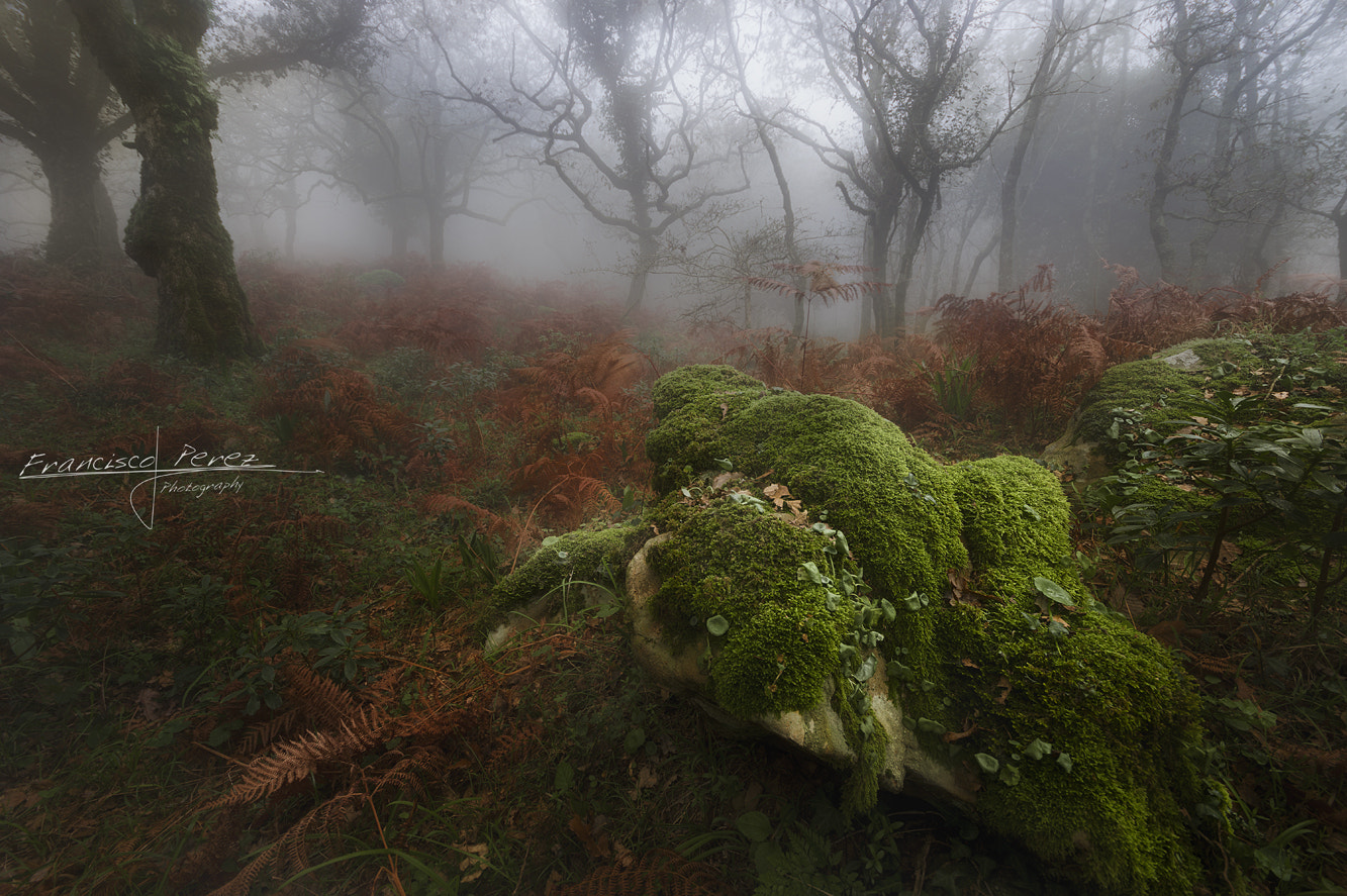 Sigma AF 10-20mm F4-5.6 EX DC sample photo. Bosque de niebla photography