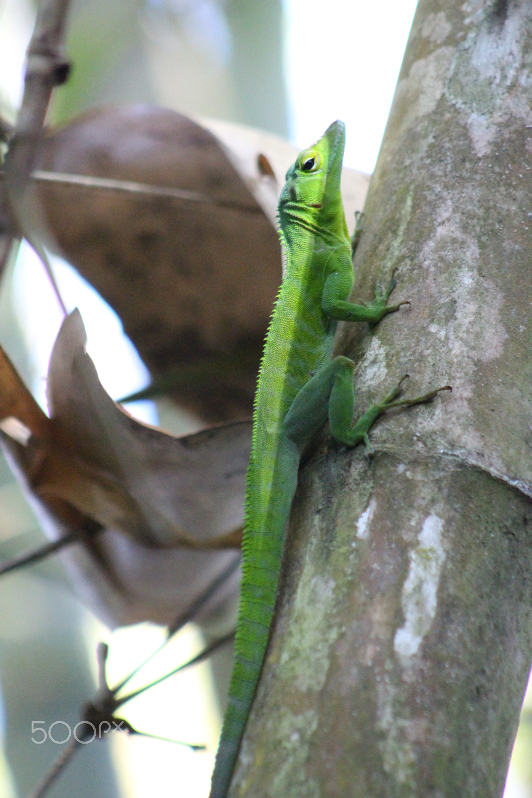 Canon EOS 100D (EOS Rebel SL1 / EOS Kiss X7) + EF75-300mm f/4-5.6 sample photo. Yard lizard photography