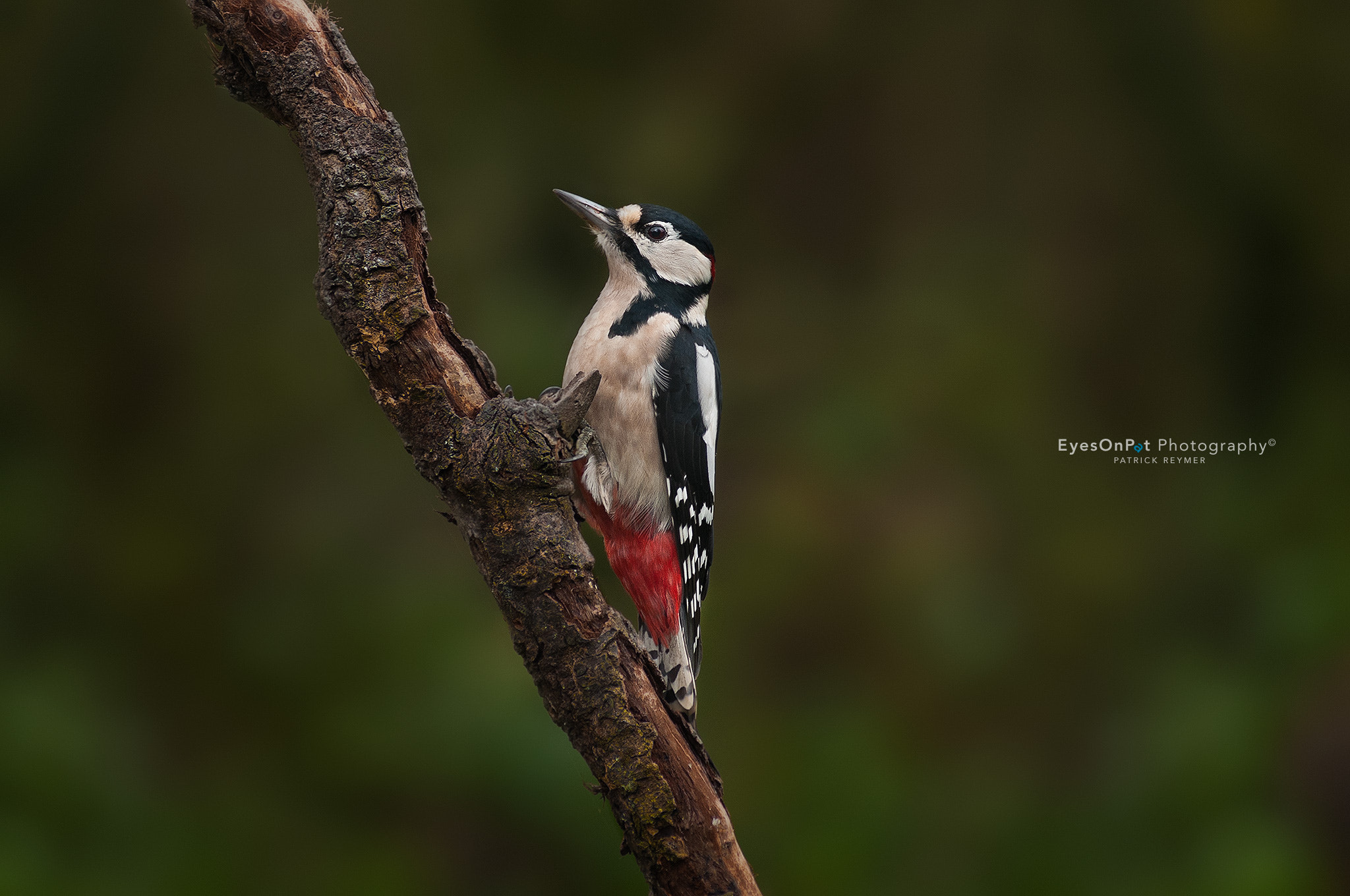 Nikon AF-Nikkor 80-200mm F2.8D ED sample photo. Woodpecker photography