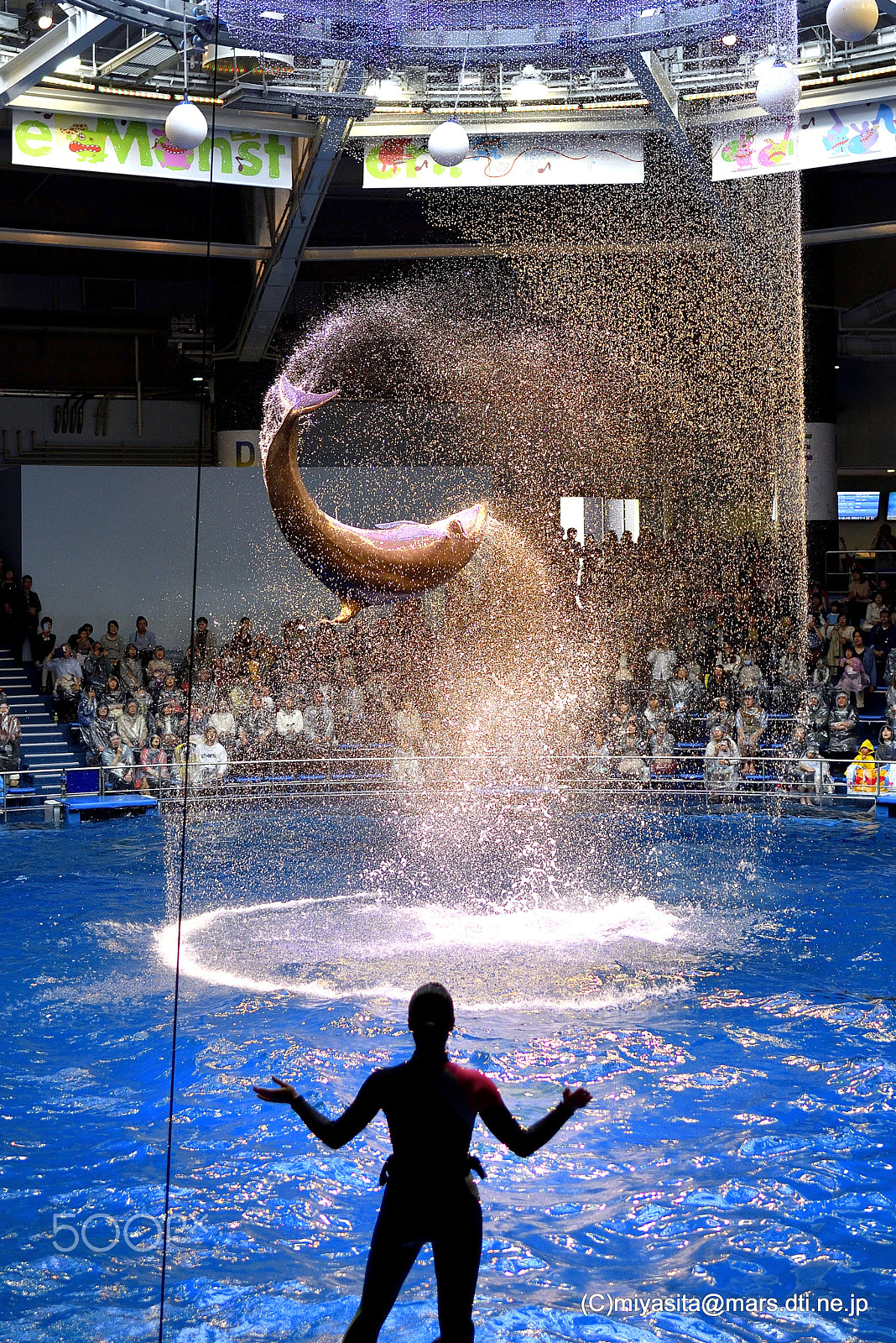 Nikon D610 + Nikon AF-S Nikkor 35mm F1.8G ED sample photo. Fly dolphin photography