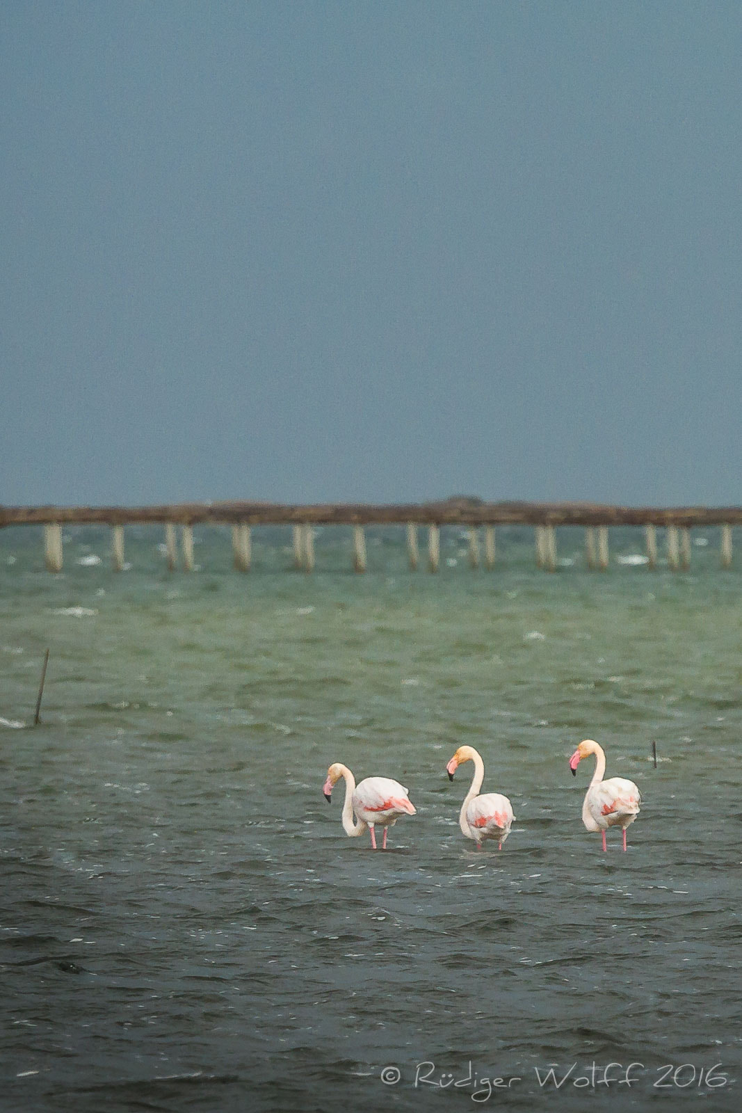 Canon EF 70-200mm F4L IS USM sample photo. Flamingos @ delta del ebro photography