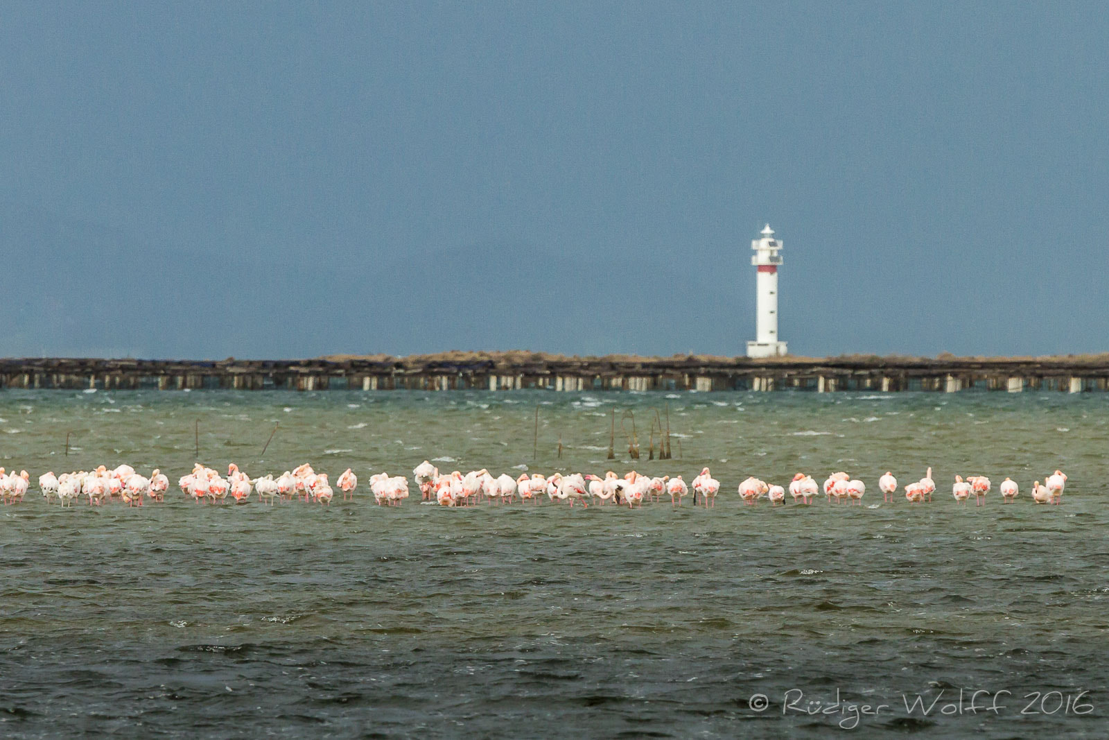 Canon EF 70-200mm F4L IS USM sample photo. Flamingos @ delta del ebro photography