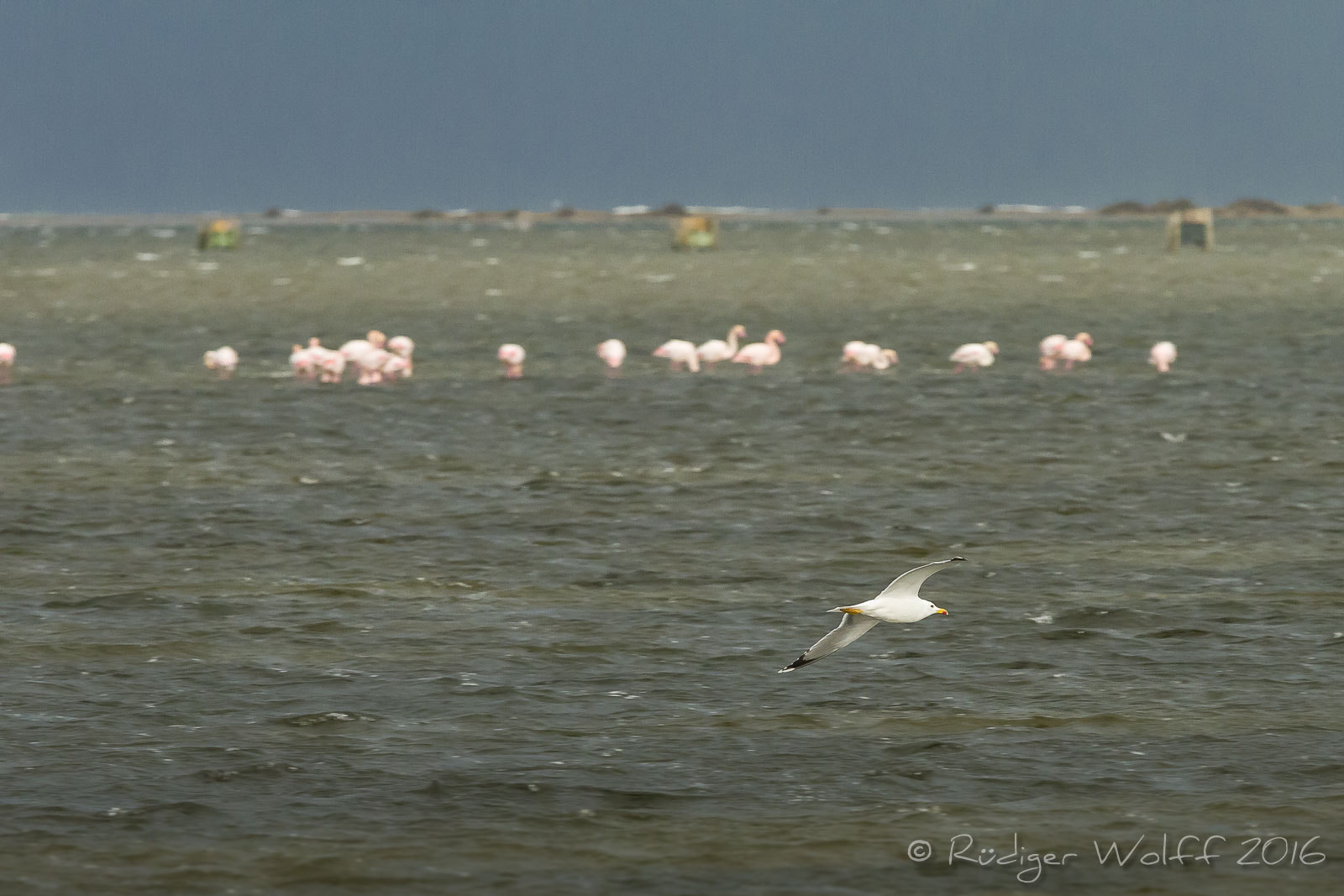 Canon EOS 7D sample photo. Flamingos @ delta del ebro photography