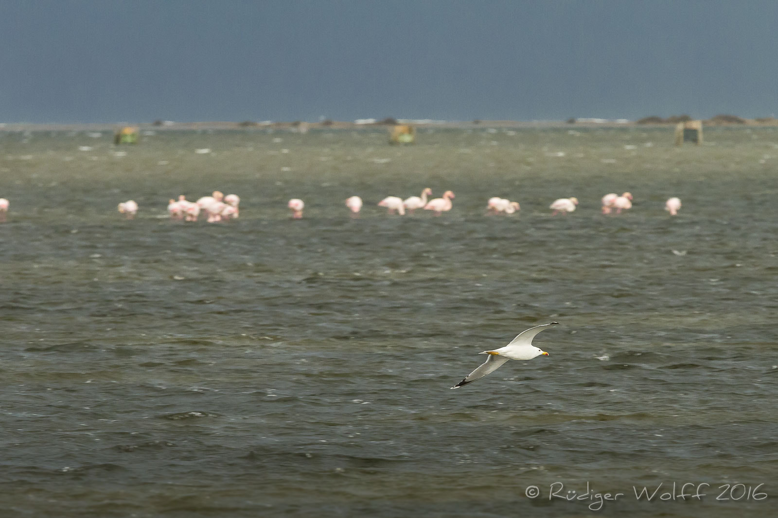 Canon EF 70-200mm F4L IS USM sample photo. Flamingos @ delta del ebro photography