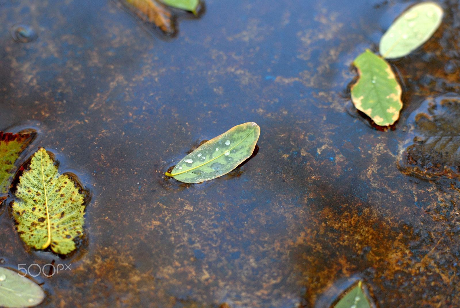 Nikon D200 + Manual Lens No CPU sample photo. Leaf in shallow puddle photography