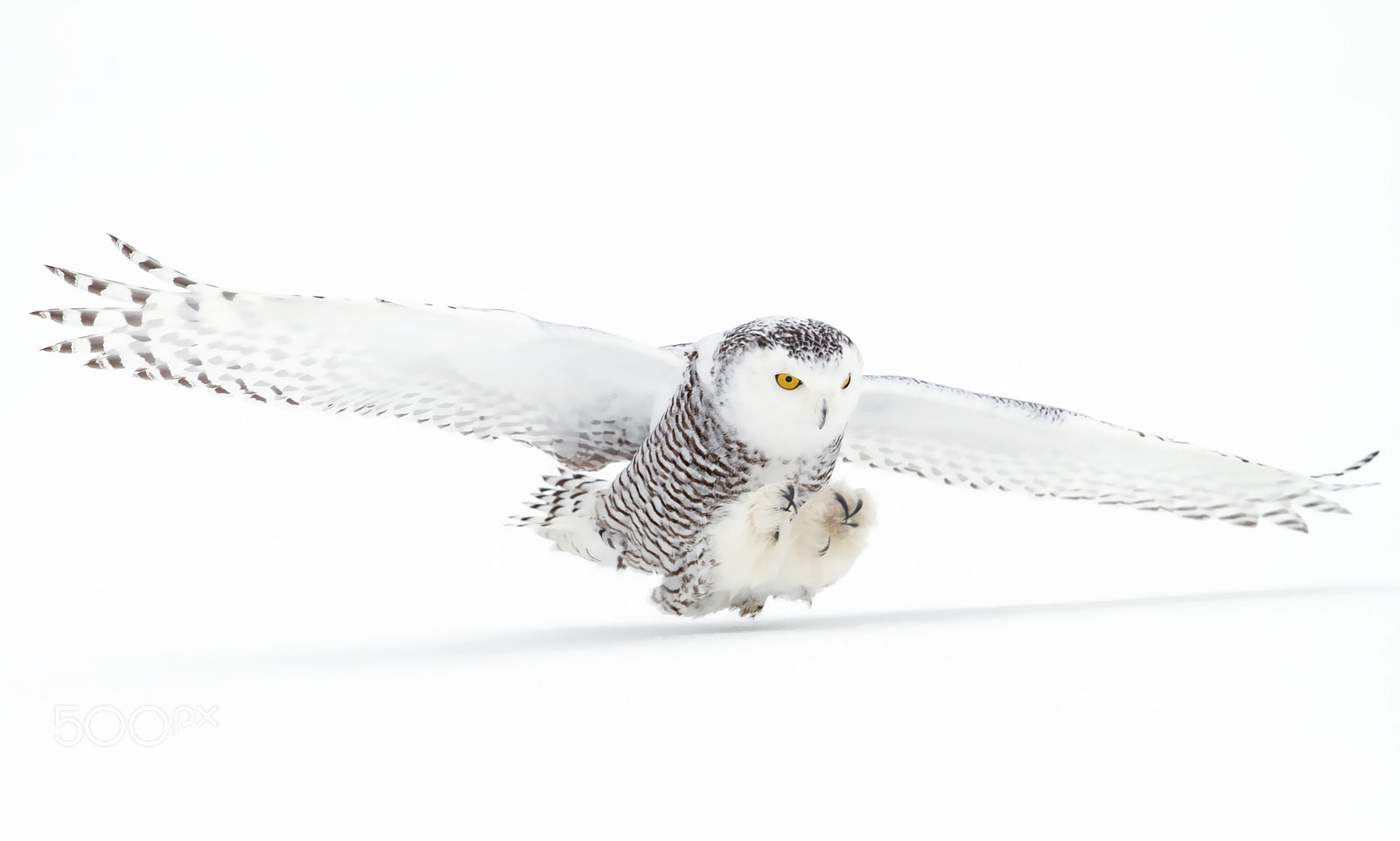 Canon EOS 7D sample photo. Snowy owl (bubo scandiacus) hunting in winter photography