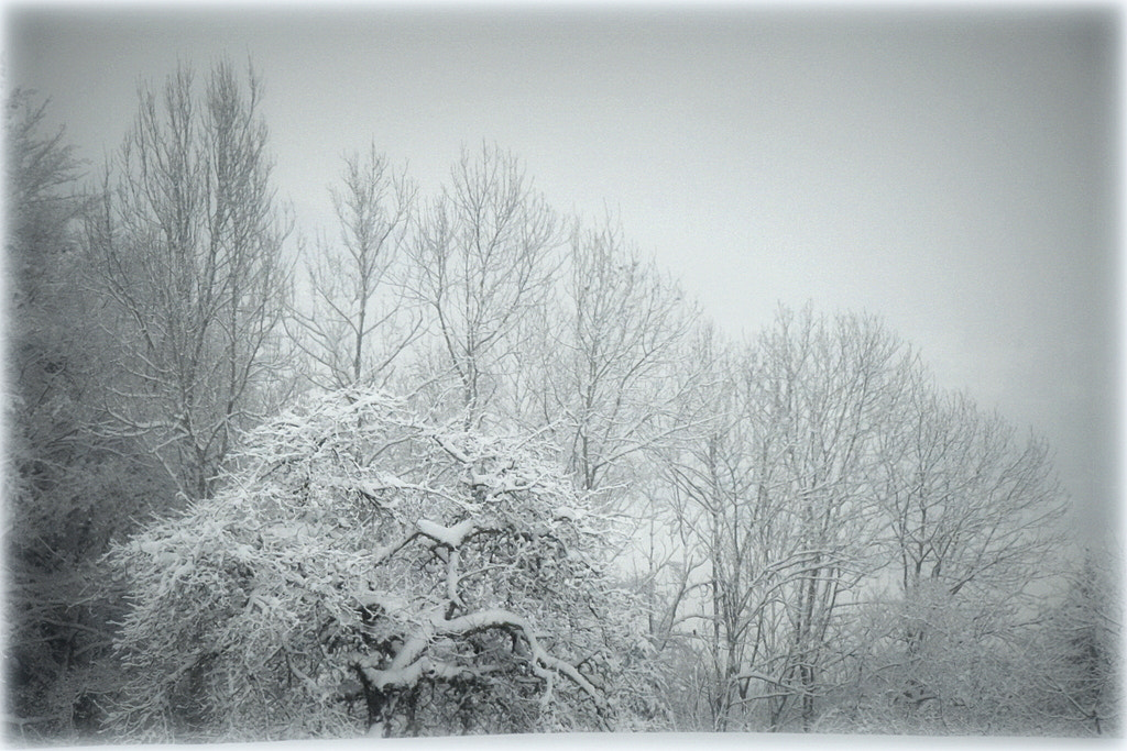 Nikon D810 sample photo. "white" photography