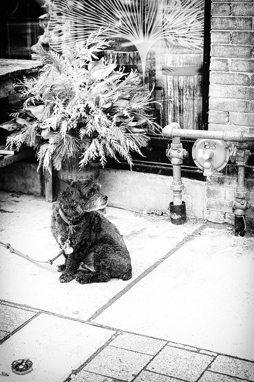 Tamron SP 45mm F1.8 Di VC USD sample photo. Oldpupwithfern photography