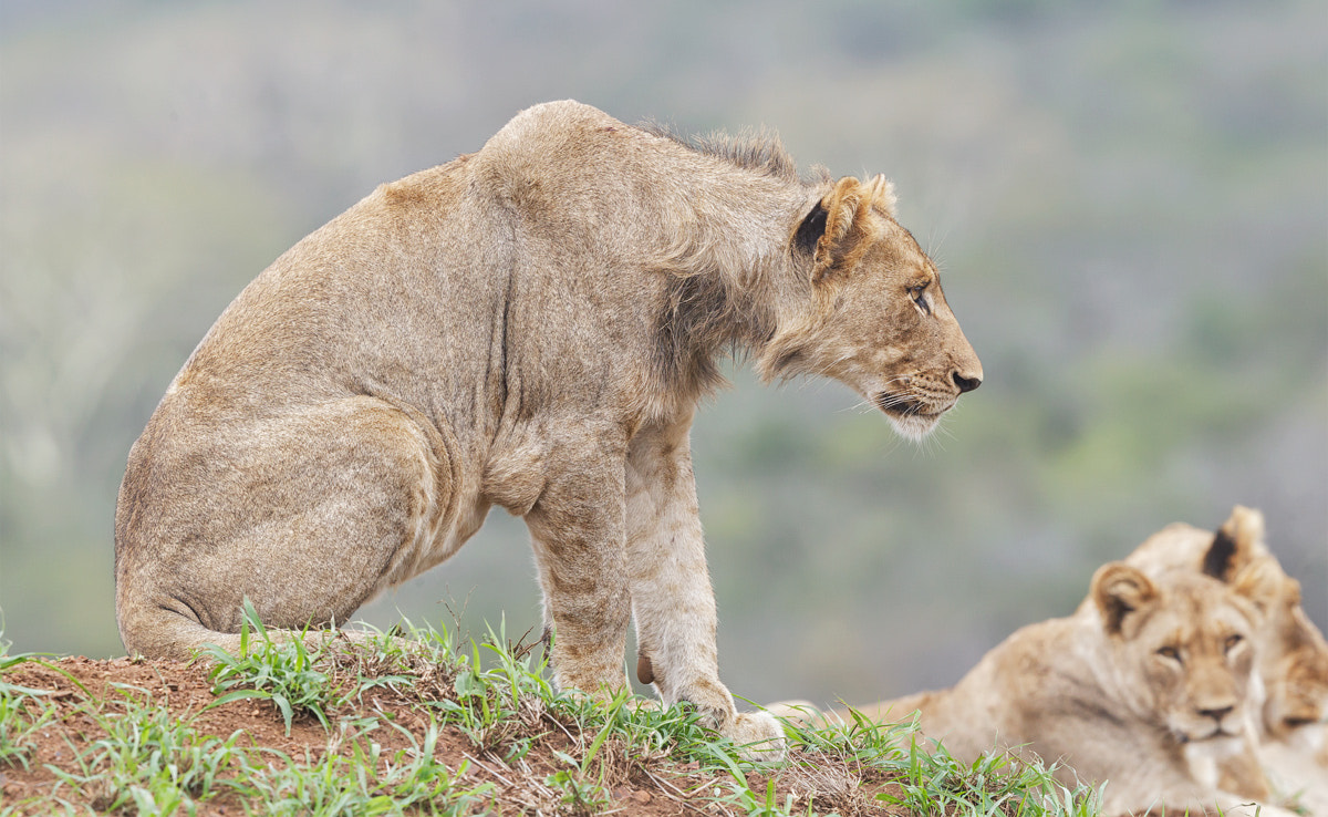 Canon EOS-1D Mark IV + Canon EF 500mm F4L IS II USM sample photo. Sublion photography