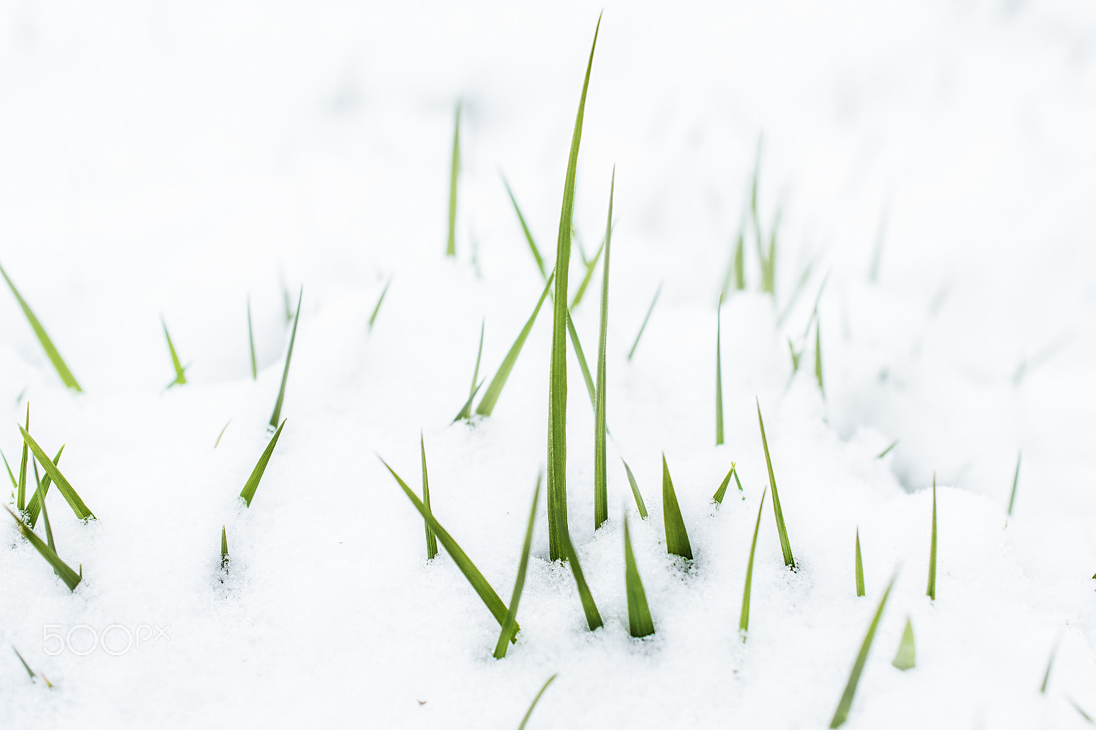 Nikon AF-S DX Micro Nikkor 40mm F2.8 sample photo. Grass and snow photography