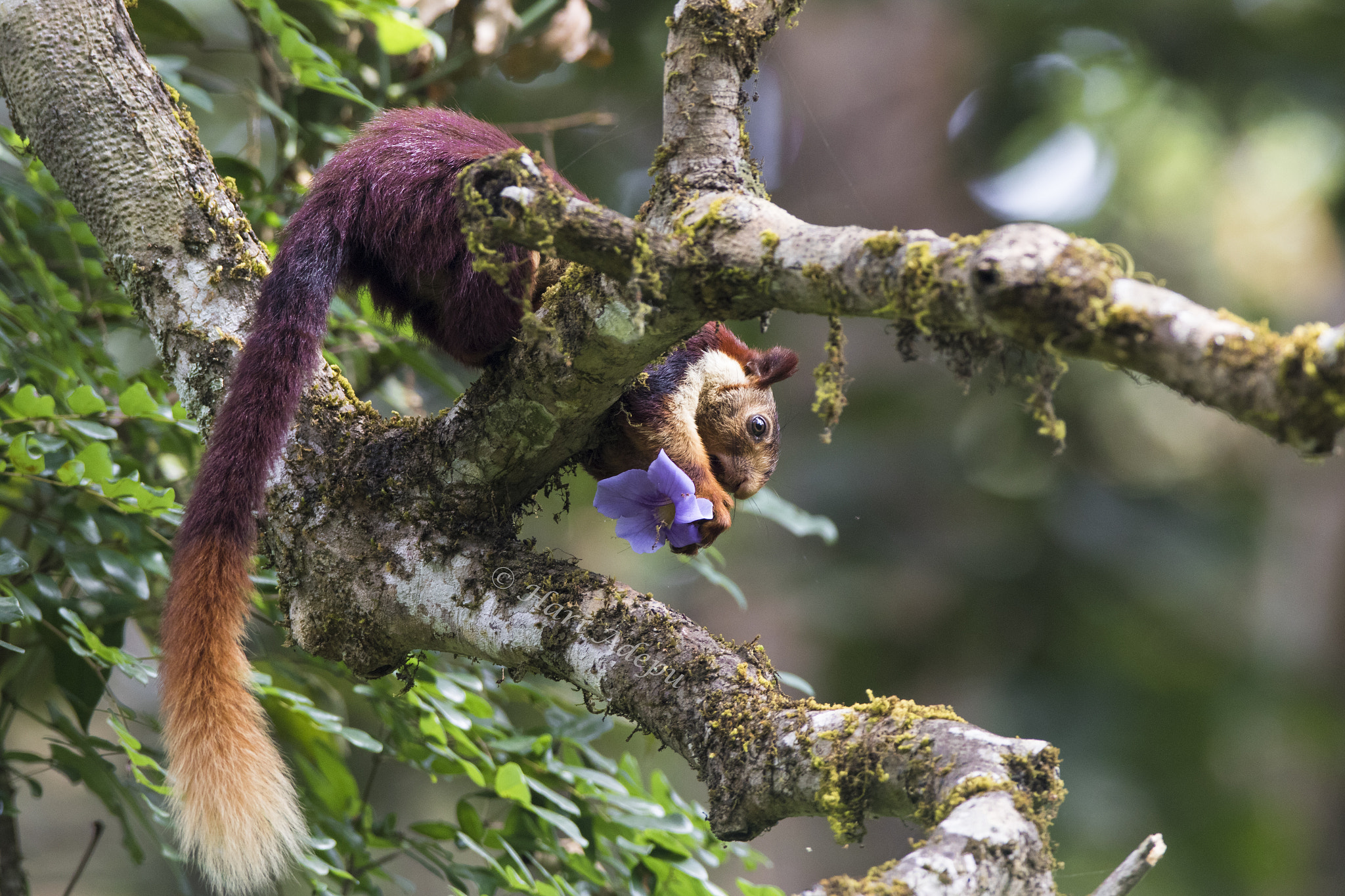 Canon EF 600mm f/4L IS sample photo. A photography