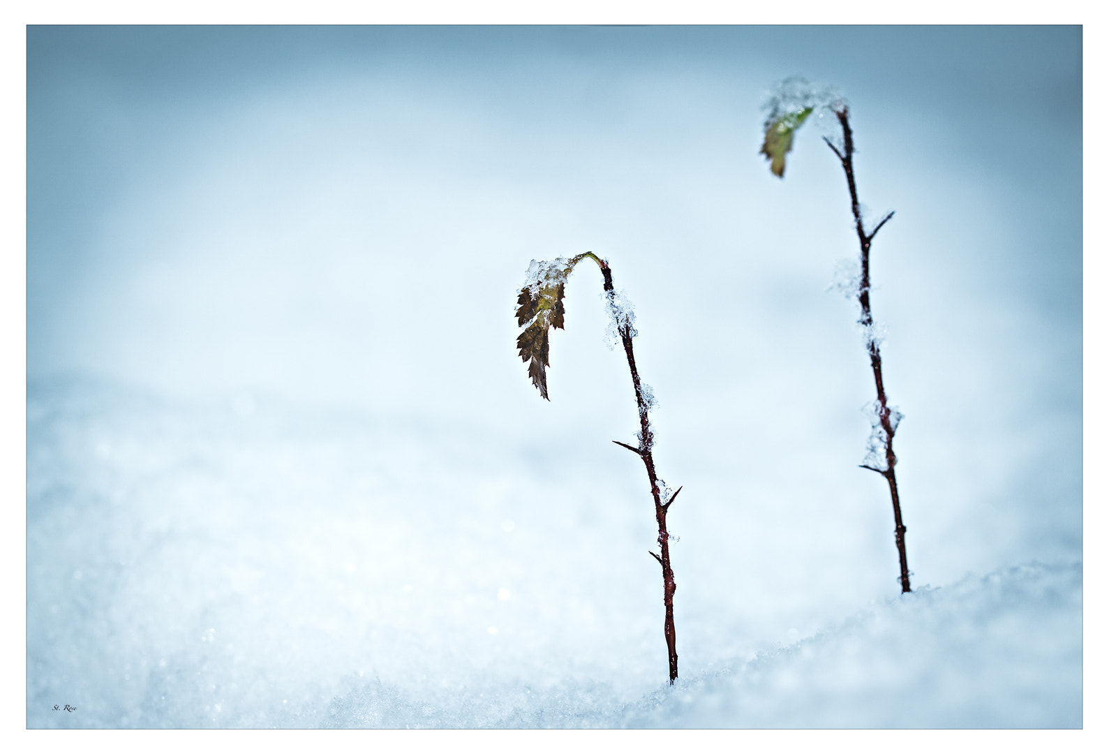 Sony a6000 + 90mm F2.8 Macro SSM sample photo. Double photography