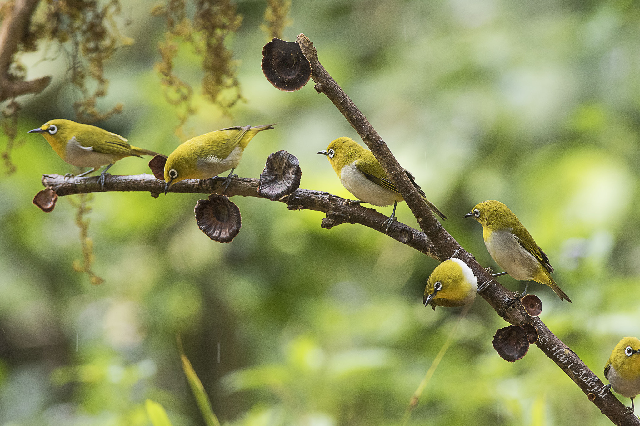 Canon EF 600mm f/4L IS sample photo. A photography
