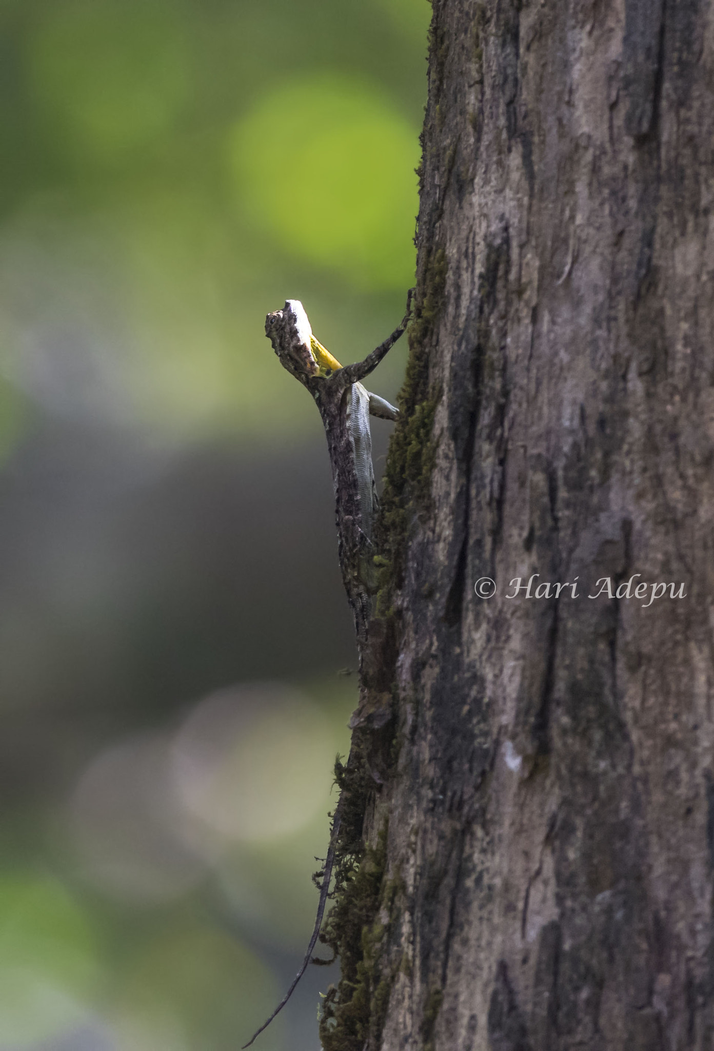 Canon EF 600mm f/4L IS sample photo. A photography