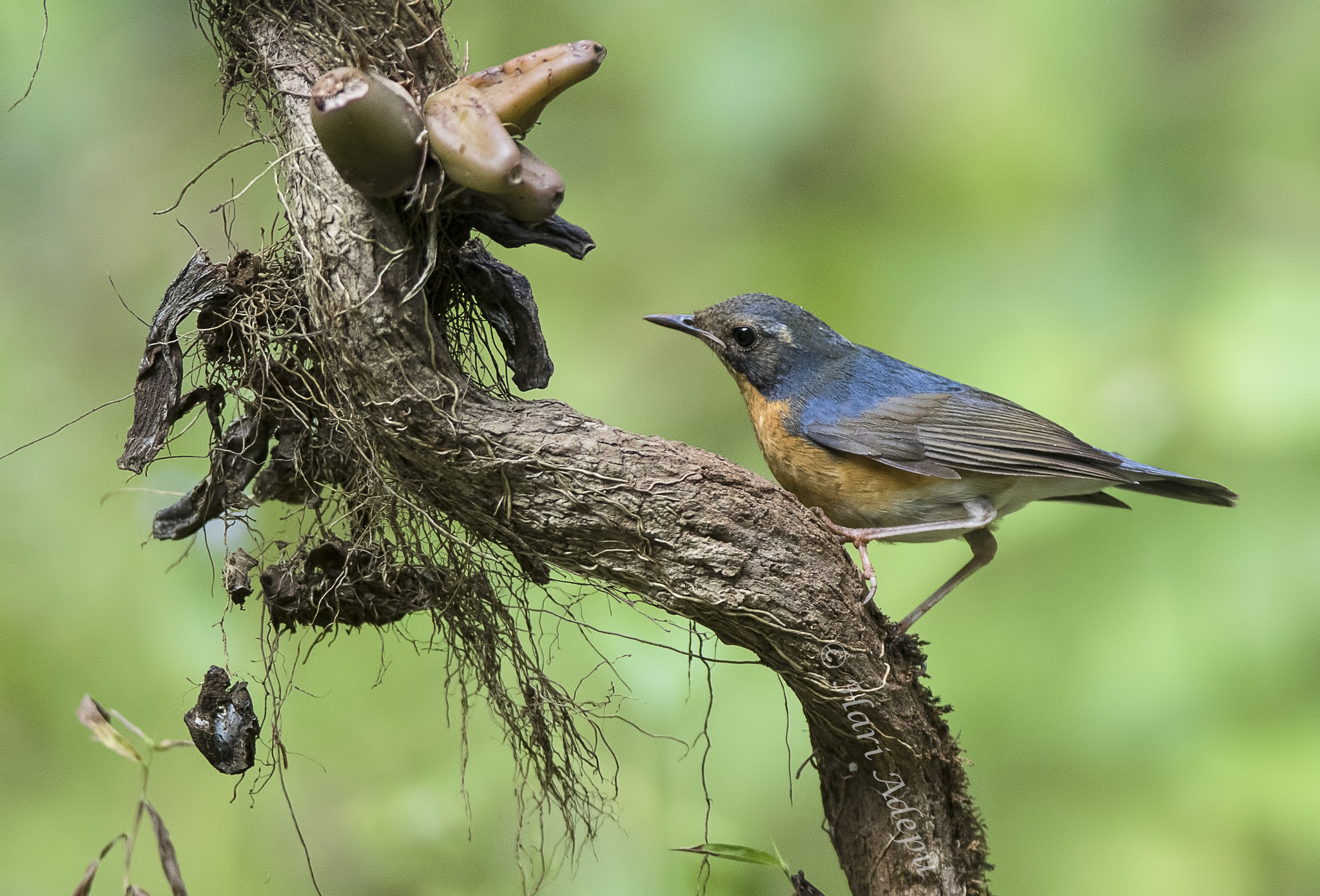 Canon EOS 7D Mark II + Canon EF 600mm f/4L IS sample photo. A photography