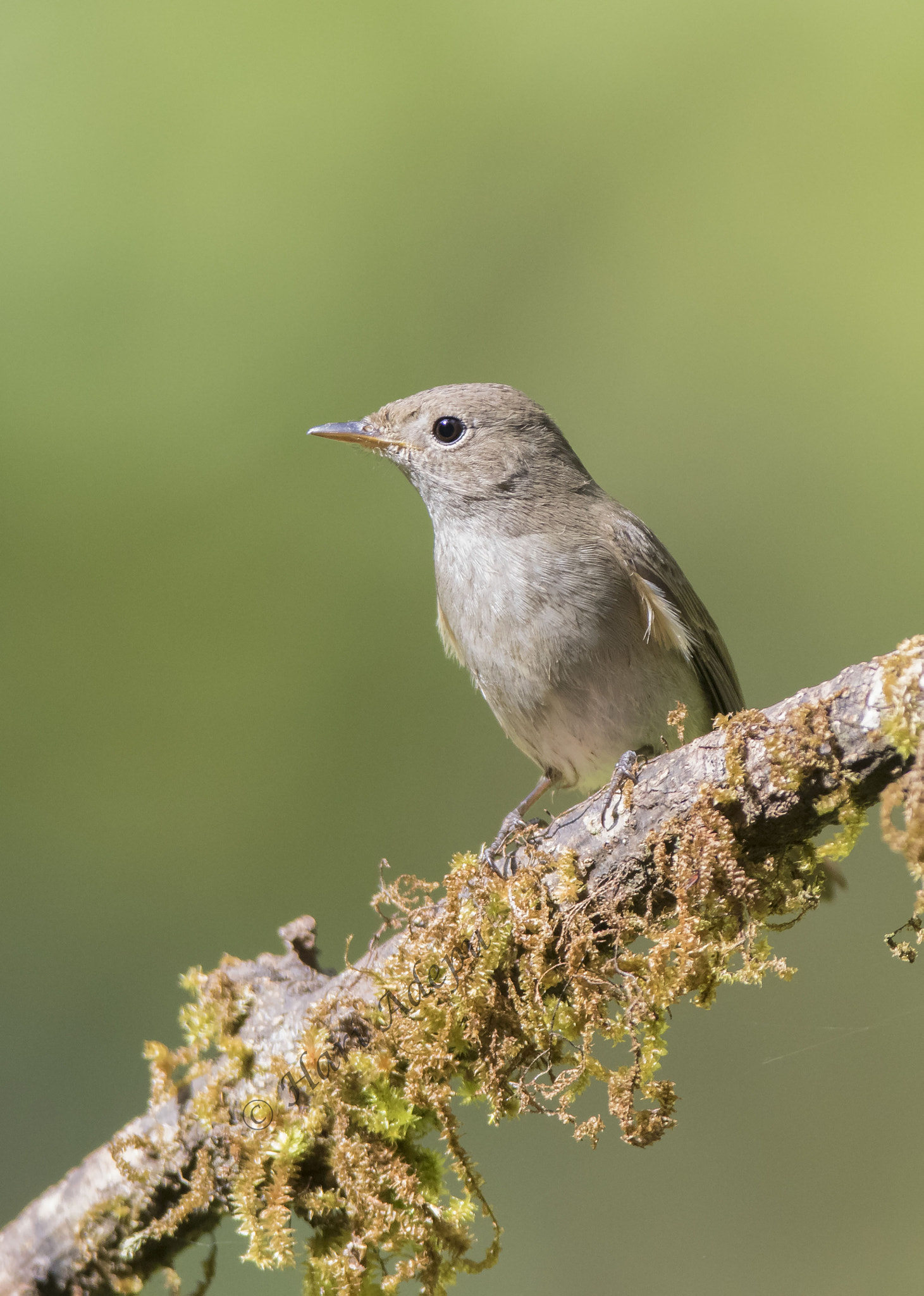 Canon EF 600mm f/4L IS sample photo. A photography