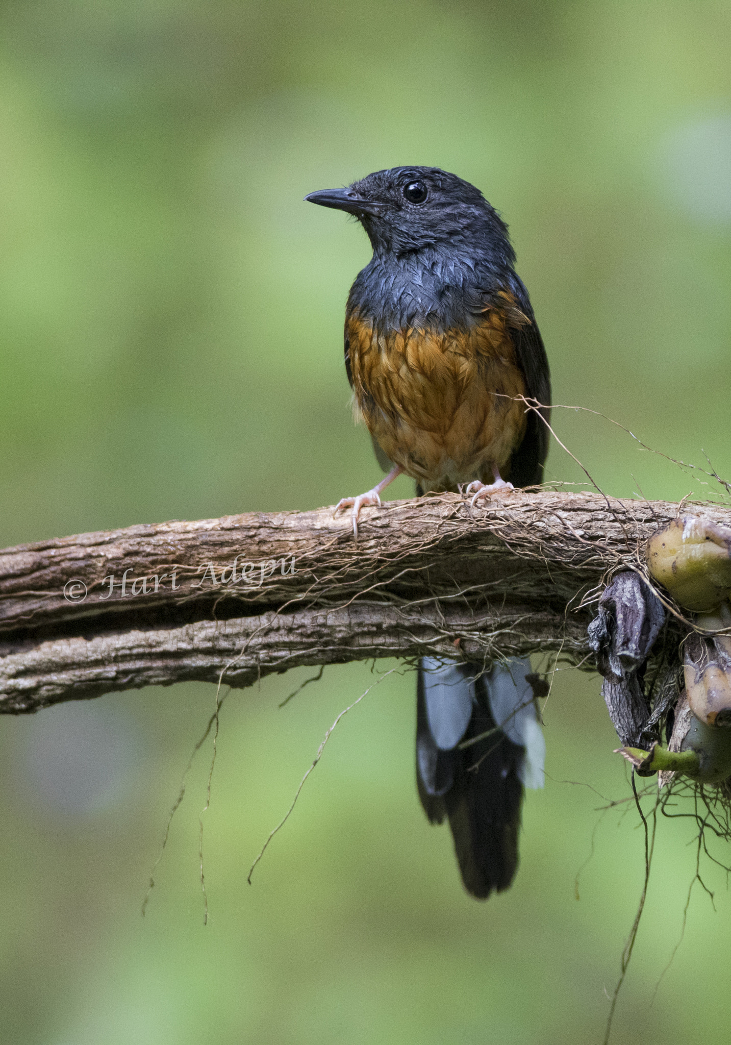 Canon EOS 7D Mark II + Canon EF 600mm f/4L IS sample photo. A photography