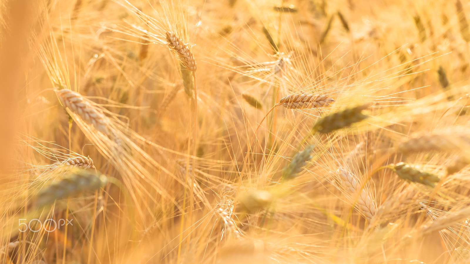 Sony Alpha DSLR-A900 sample photo. Ripe fields of wheat at the end of summer at sundawn photography