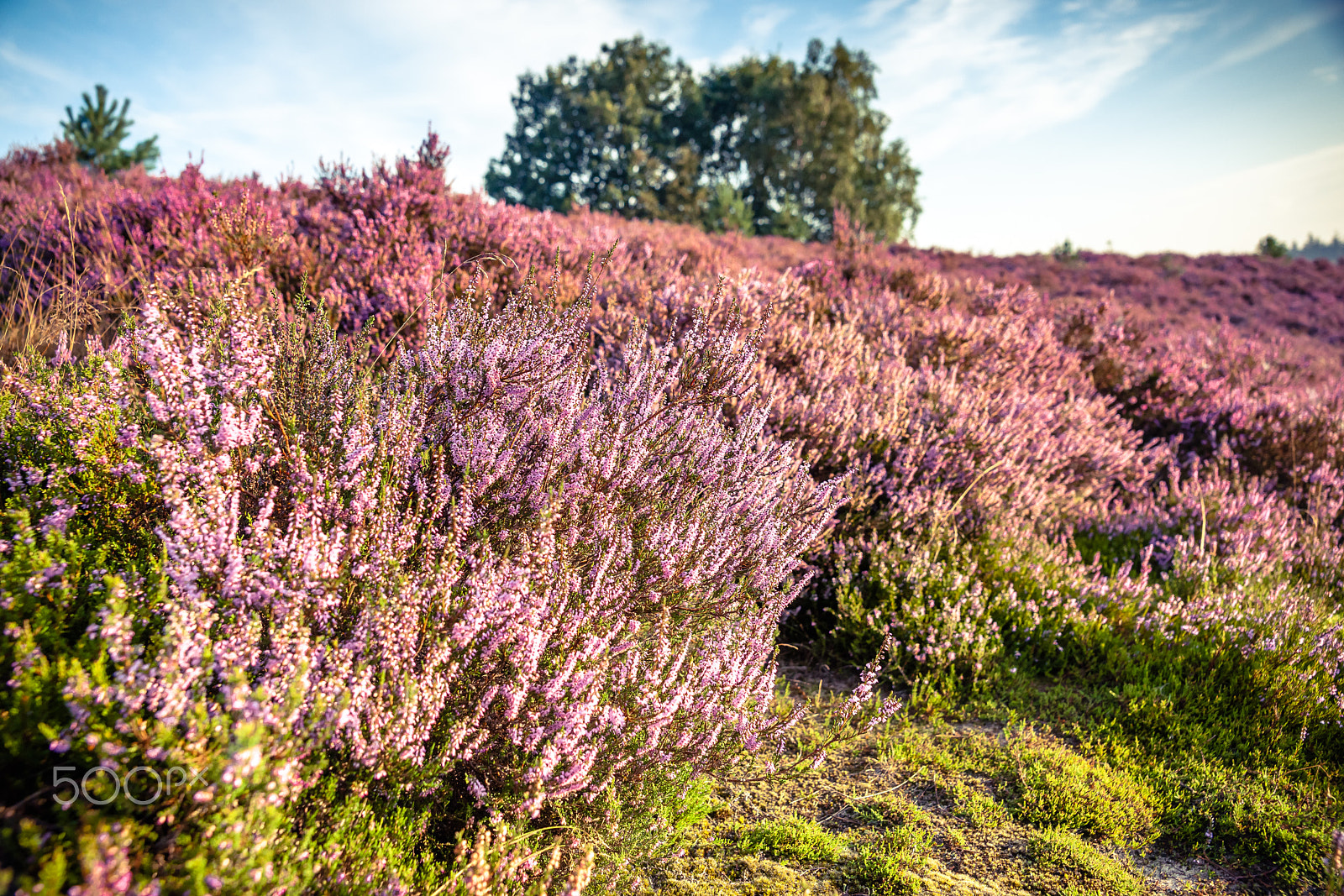 Sony Alpha DSLR-A900 sample photo. Purple heather in the field photography