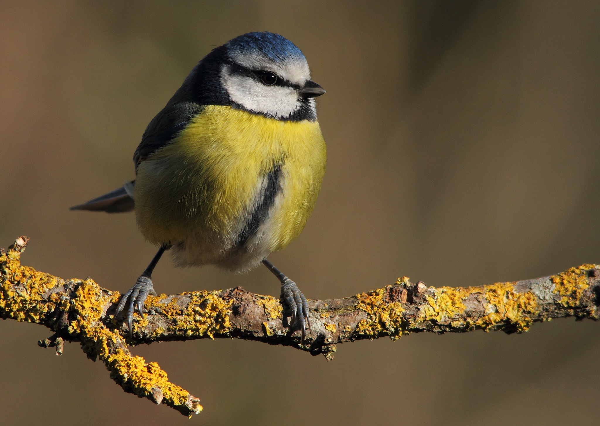 Sigma 150-500mm F5-6.3 DG OS HSM sample photo. Blue tit, cinciarella photography