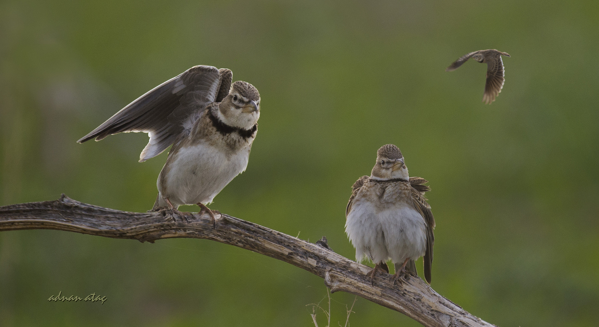 Sigma 300-800mm F5.6 EX DG HSM sample photo. Boğmaklı toygar - calandra lark - melanocorypha calandra photography