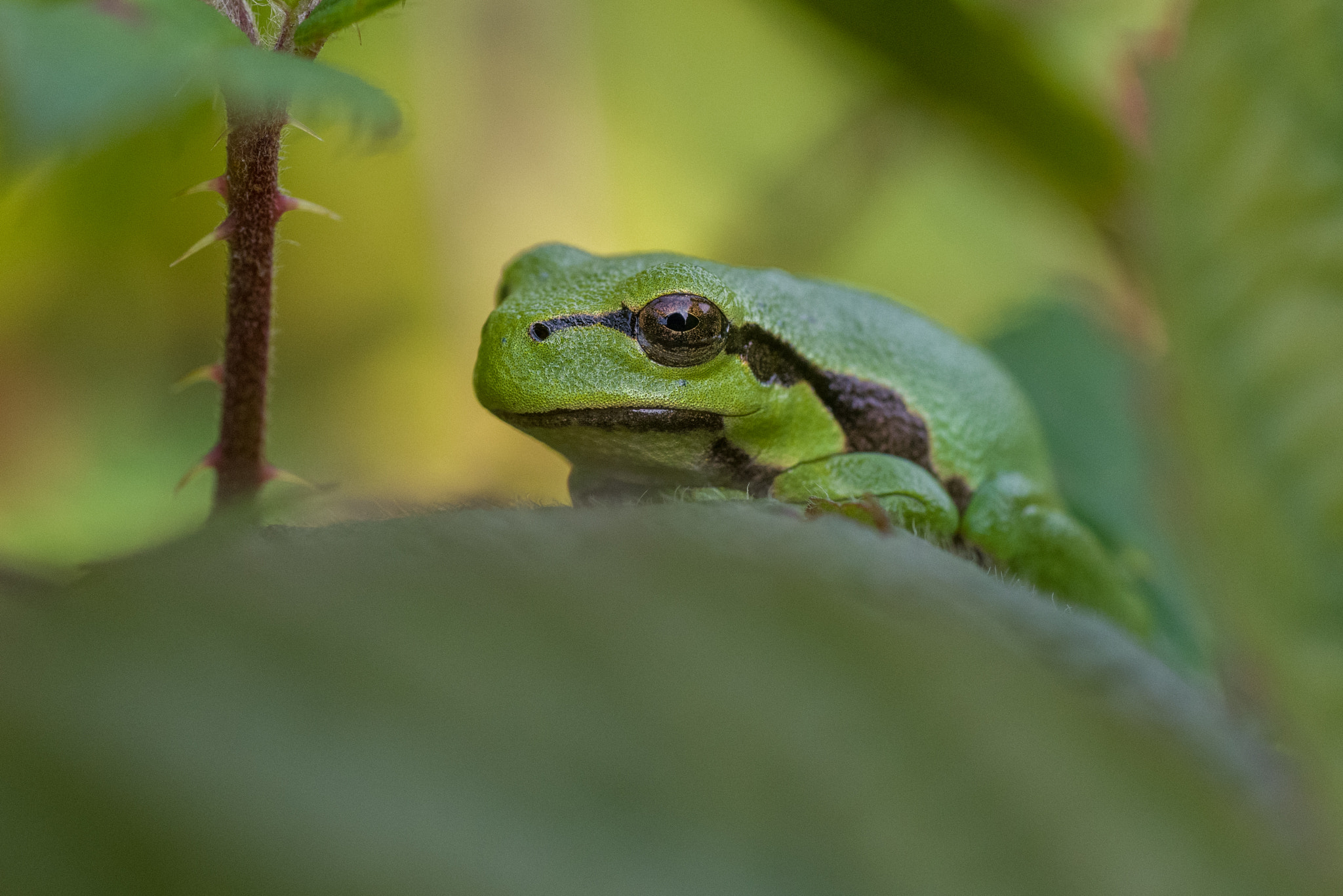 Pentax K-1 + Sigma sample photo. Little european tree frog photography