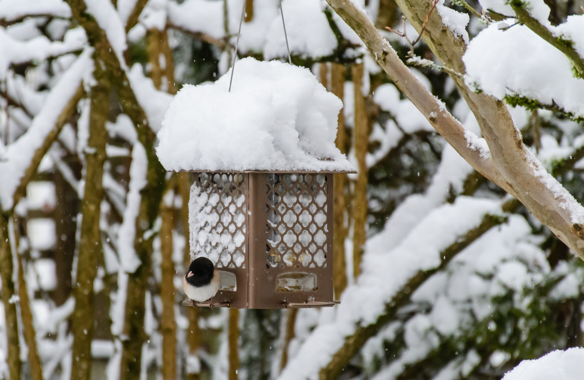 Nikon D500 sample photo. Vancouver snow jan photography
