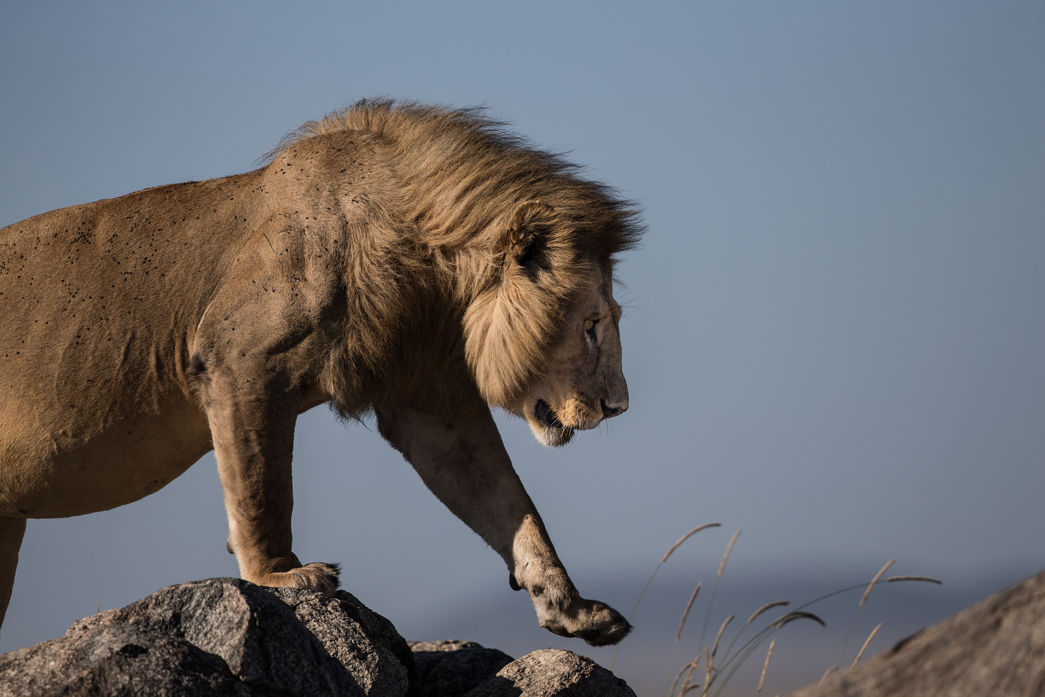 Canon EOS-1D X + Canon EF 400mm F4 DO IS II USM sample photo. Lion king photography