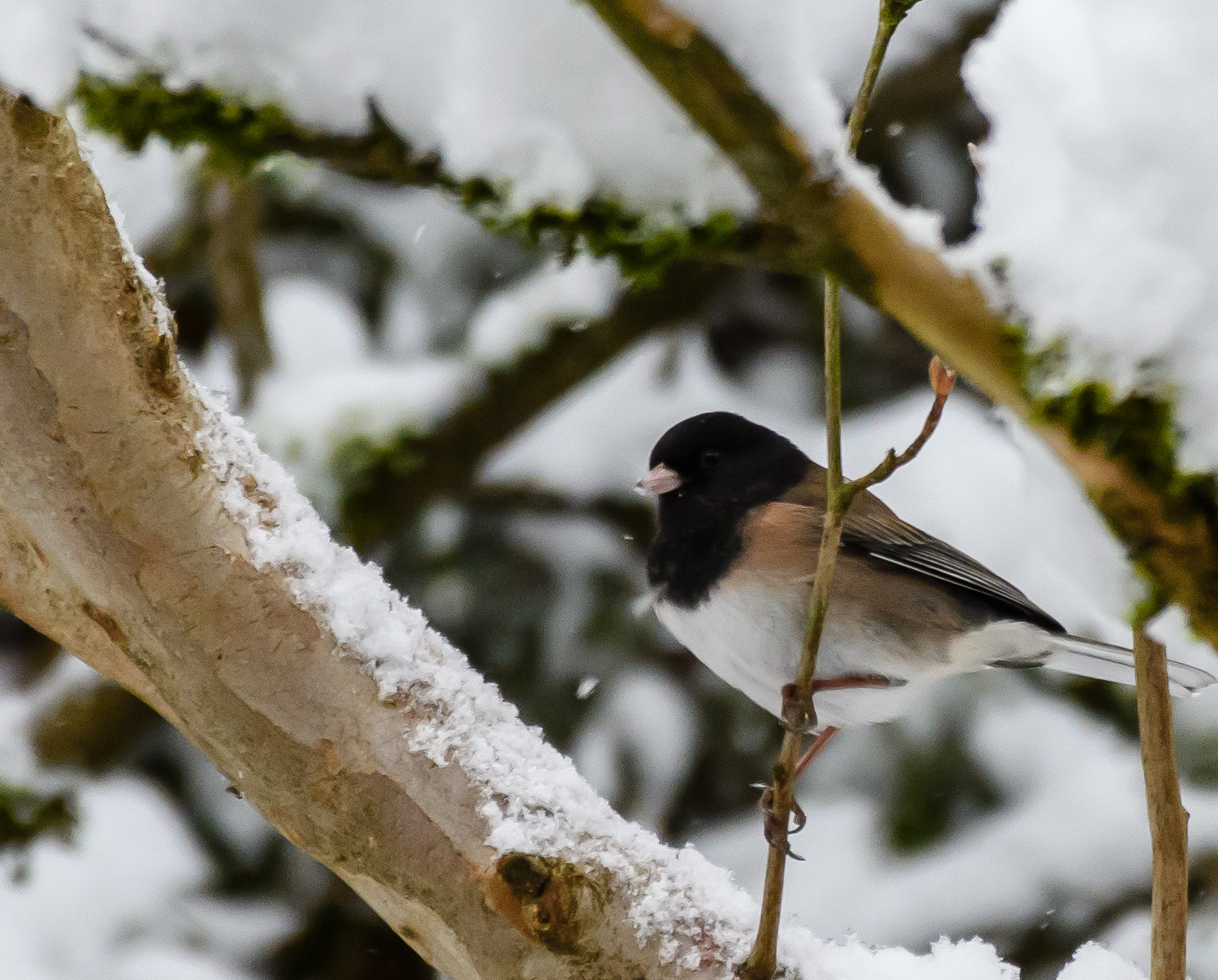 Nikon D500 sample photo. Vancouver snow jan photography