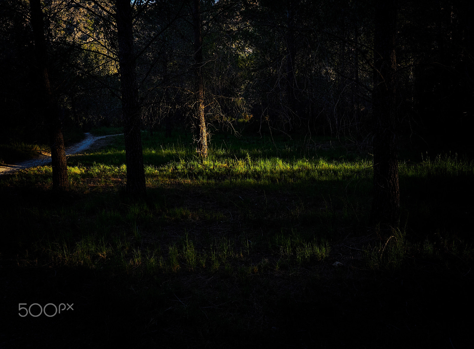Olympus M.ZUIKO DIGITAL ED 12-40mm 1:2.8 sample photo. Lights in the forest photography