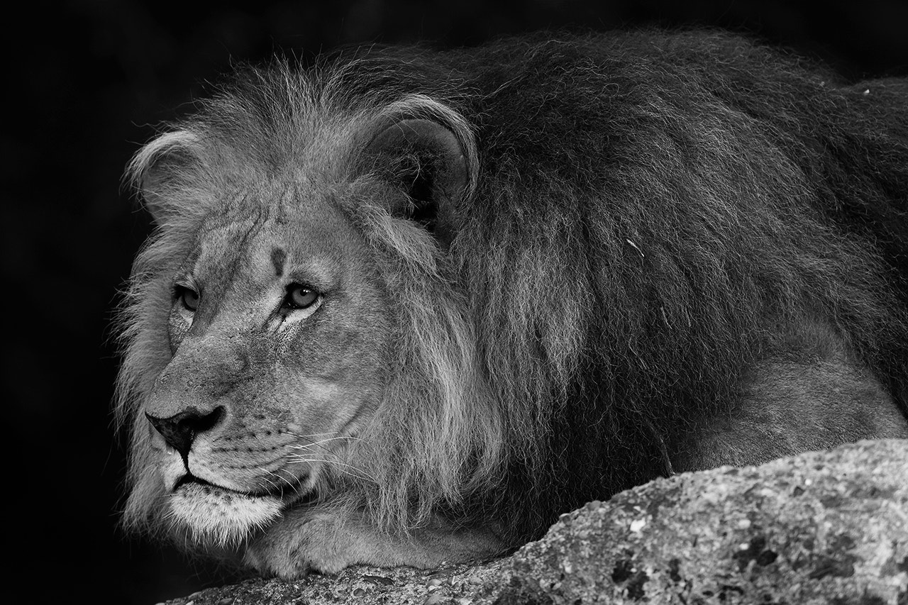 Canon EF 400mm F2.8L IS II USM sample photo. The king photography