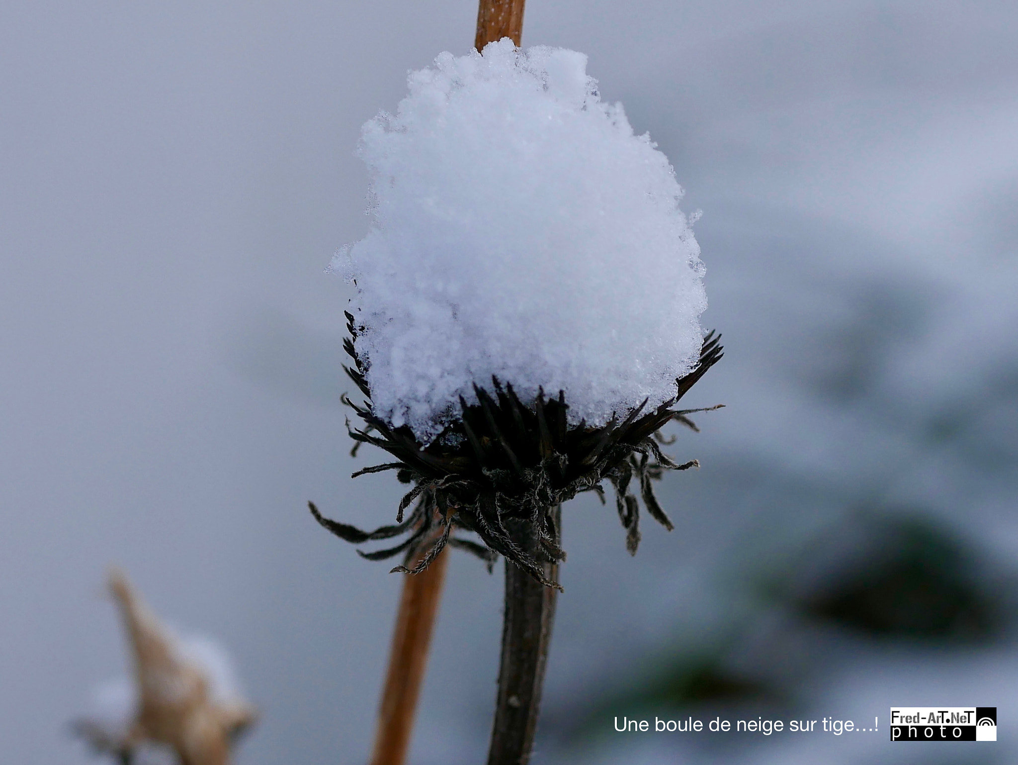 Panasonic DMC-G70 + Panasonic Lumix G Macro 30mm F2.8 ASPH Mega OIS sample photo. Une boule de neige...! photography