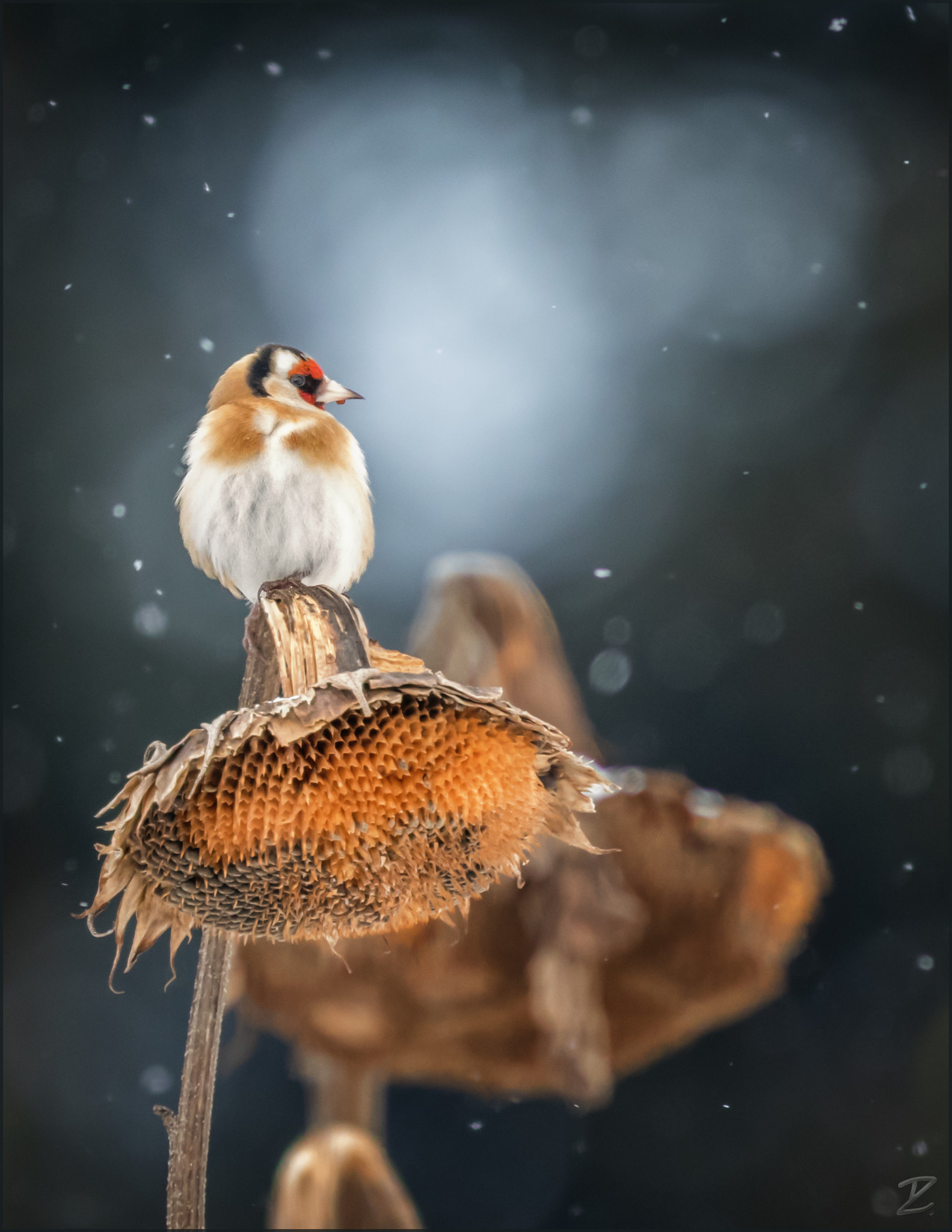 Canon EF 400mm F4 DO IS II USM sample photo. Stieglitz im winter - european goldfinch photography